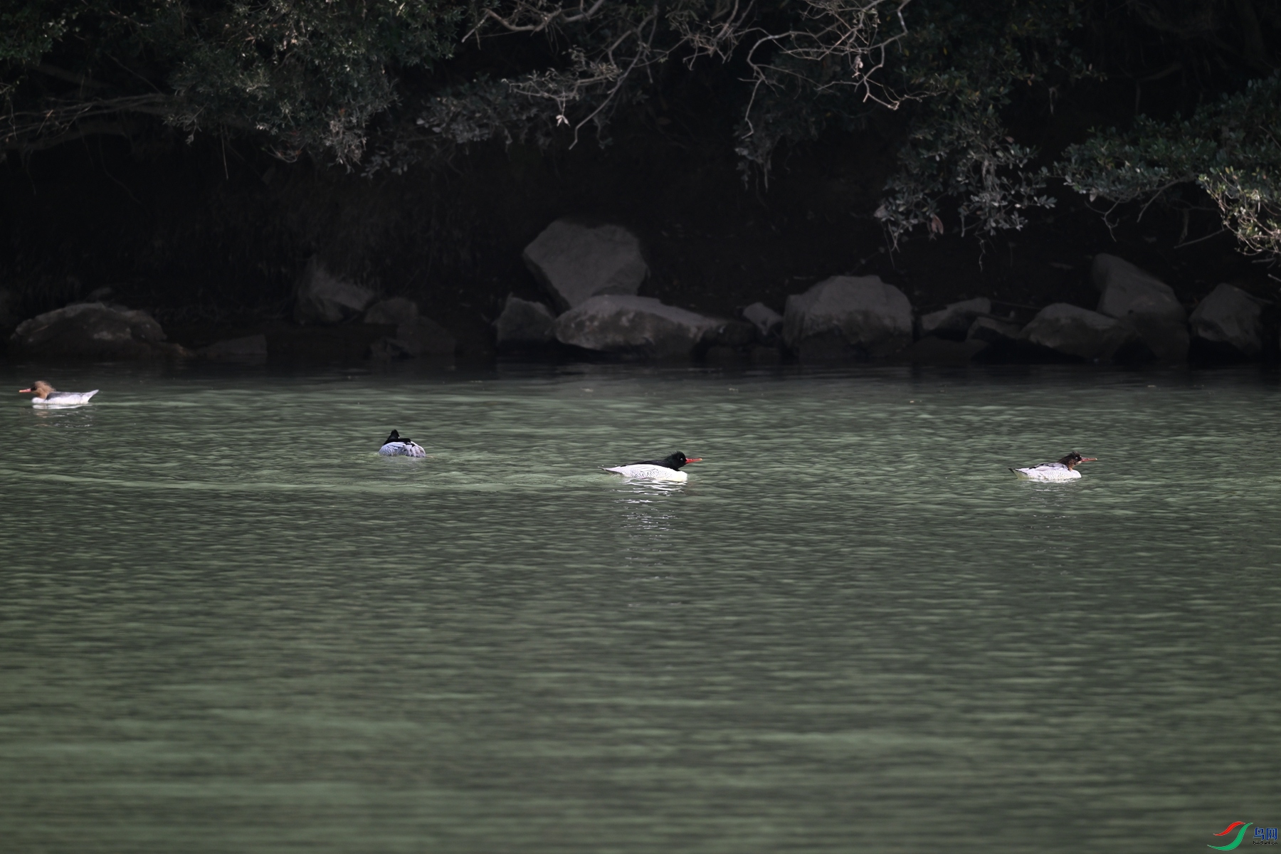DSC_7207.JPG