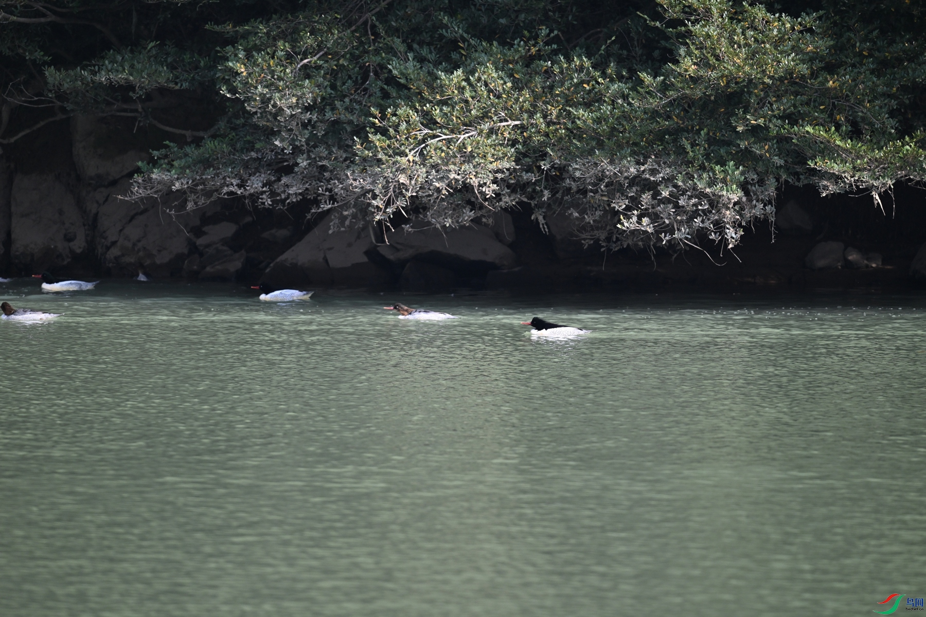 DSC_7217.JPG