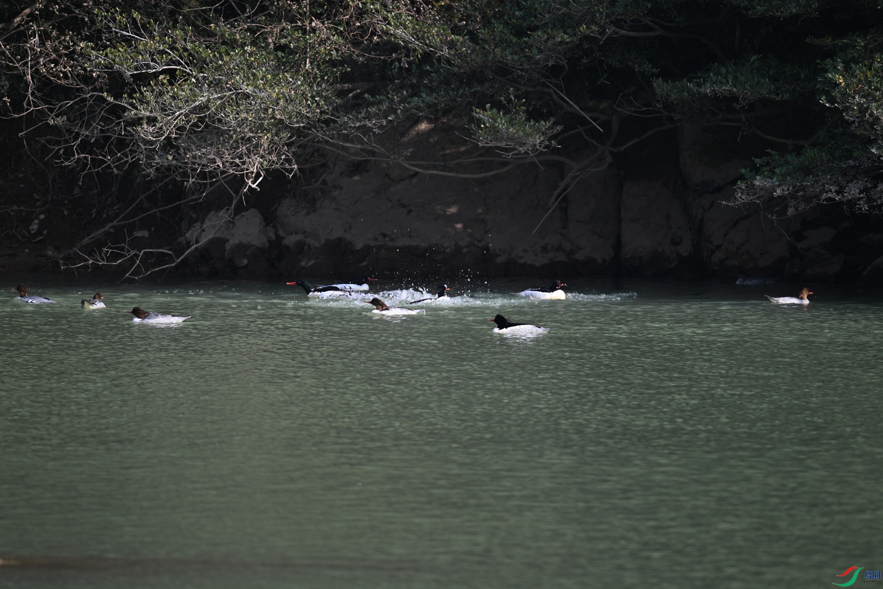 DSC_7219.JPG