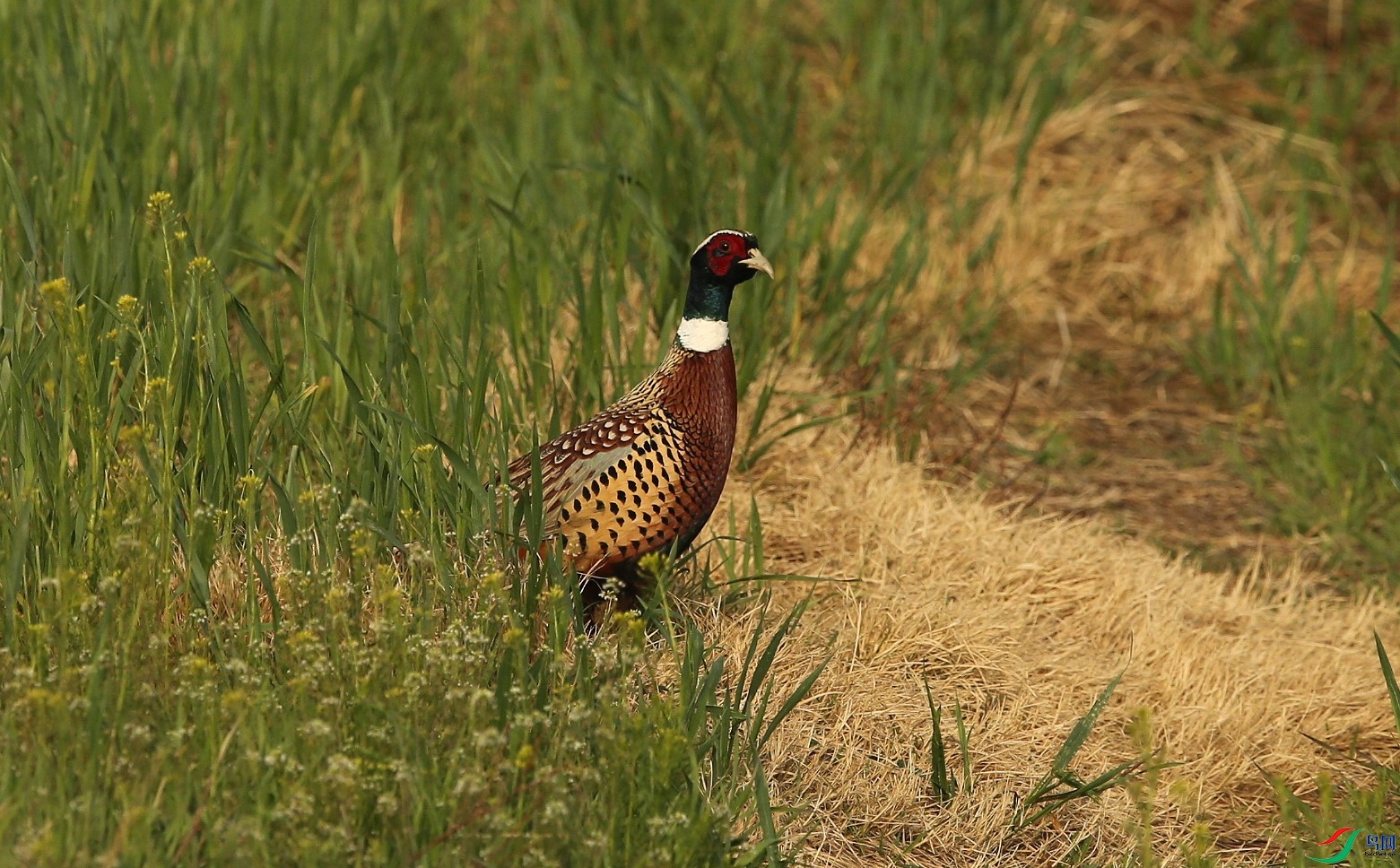D89P4798.JPG