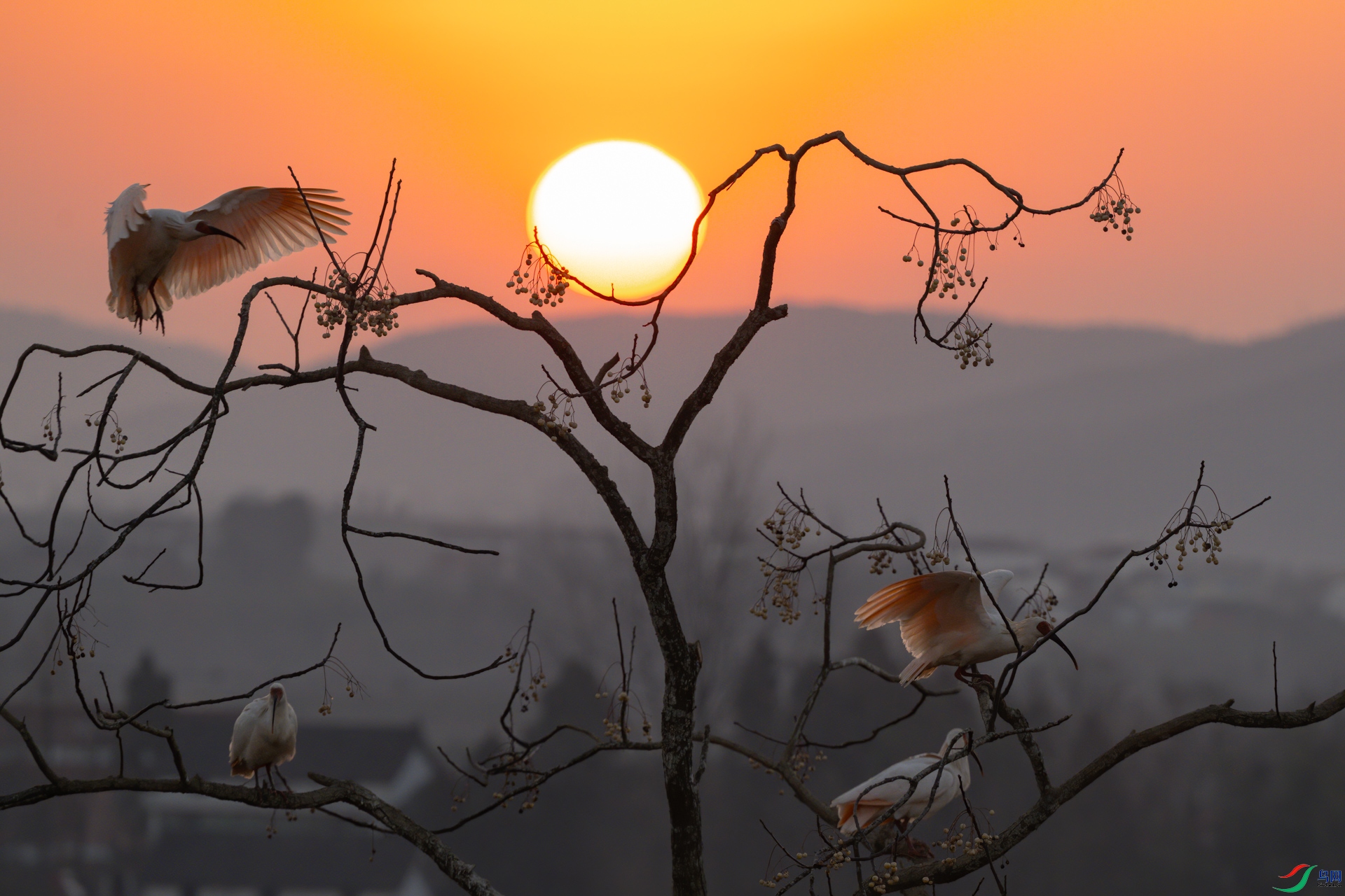 DSC_3673sen2025-1-12-14-�༭.jpg