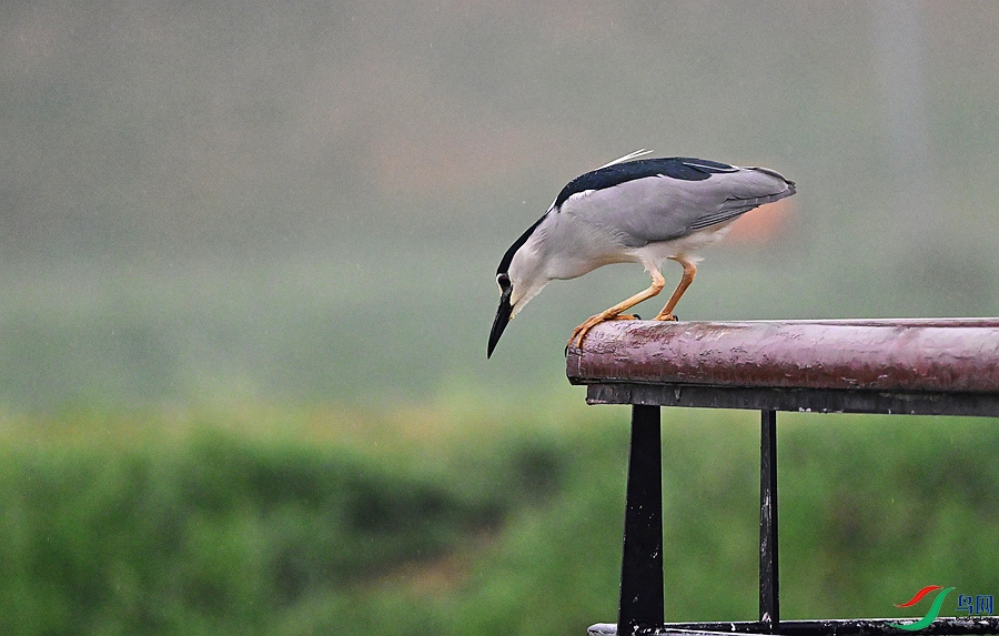 DSC_1601.JPG