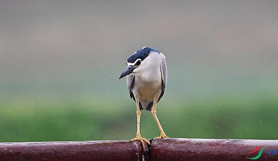 DSC_1663.JPG