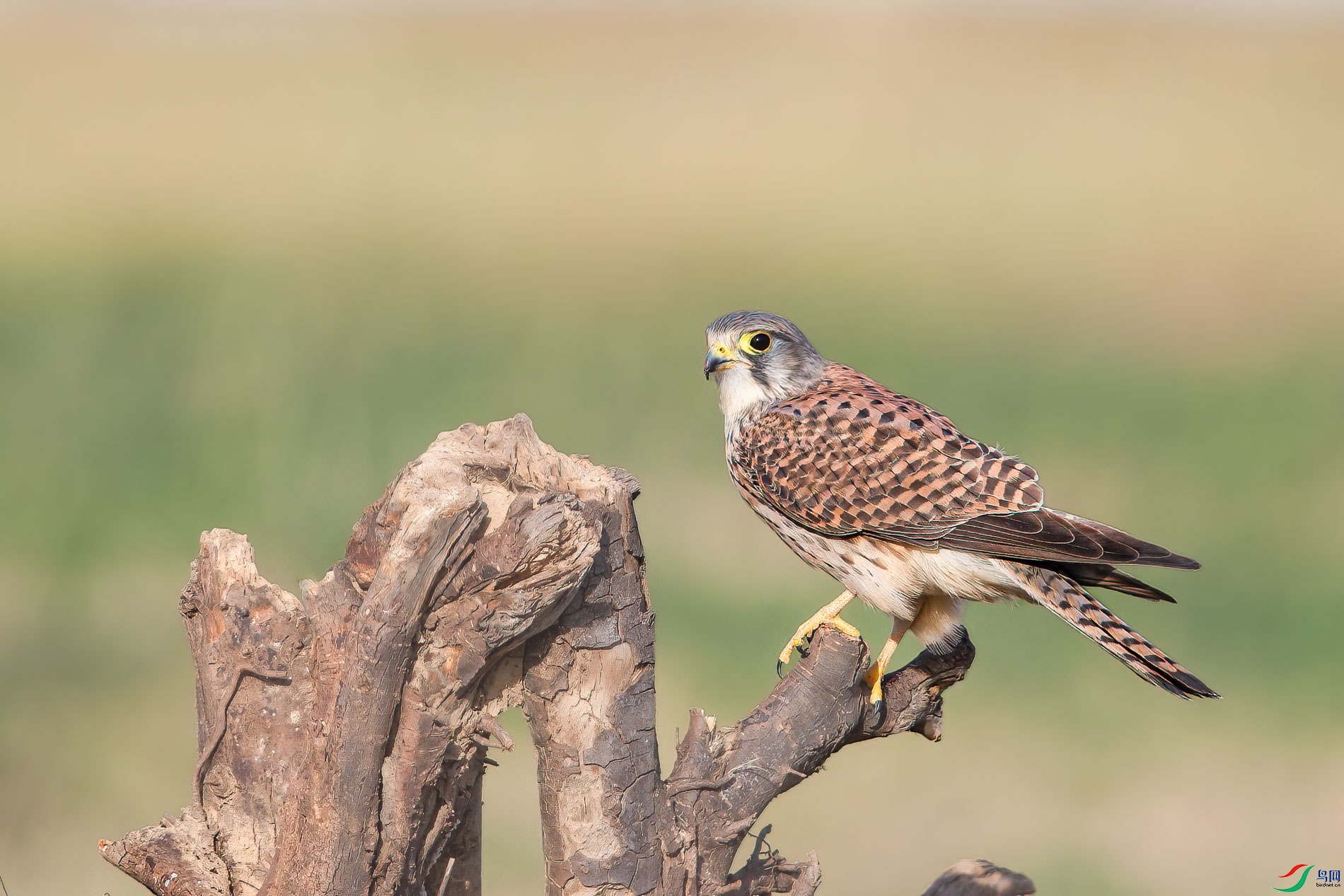 AQ4P2129-1.jpg