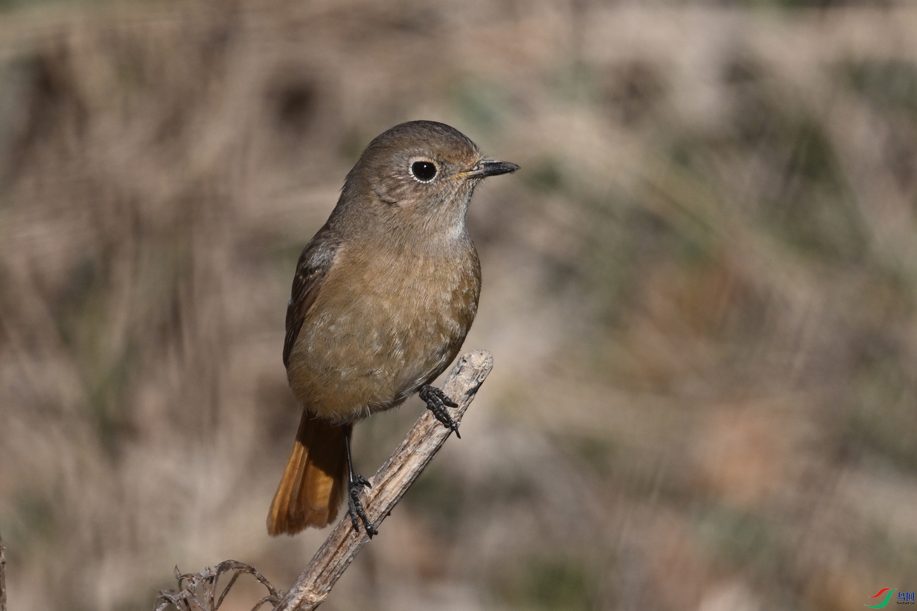 DSC_8156.JPG