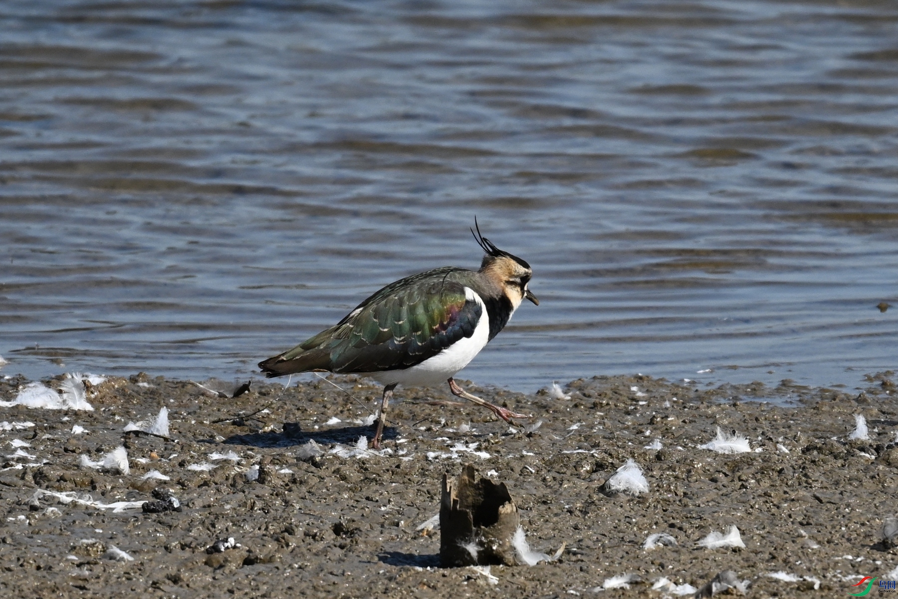DSC_8244.JPG