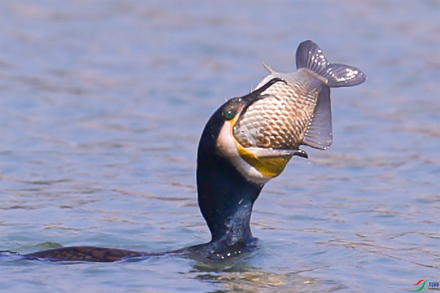 A140C624_2504102E_CANON��˳����� ����.jpg