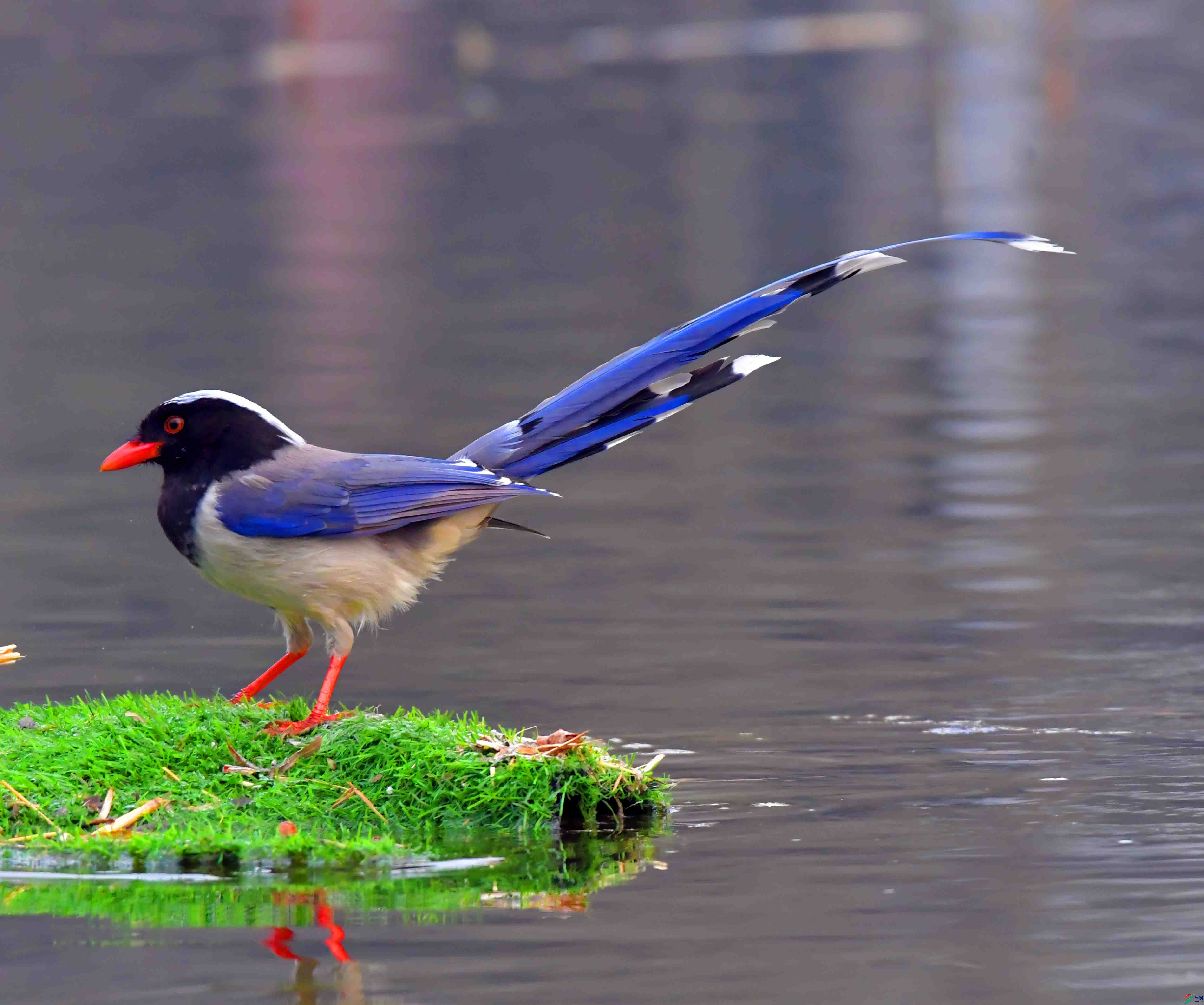 Copy2_DSC_1890.JPG