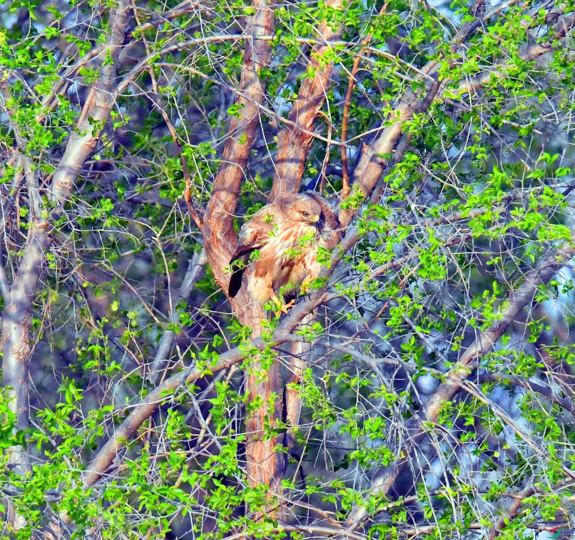 DSC_2339.JPG