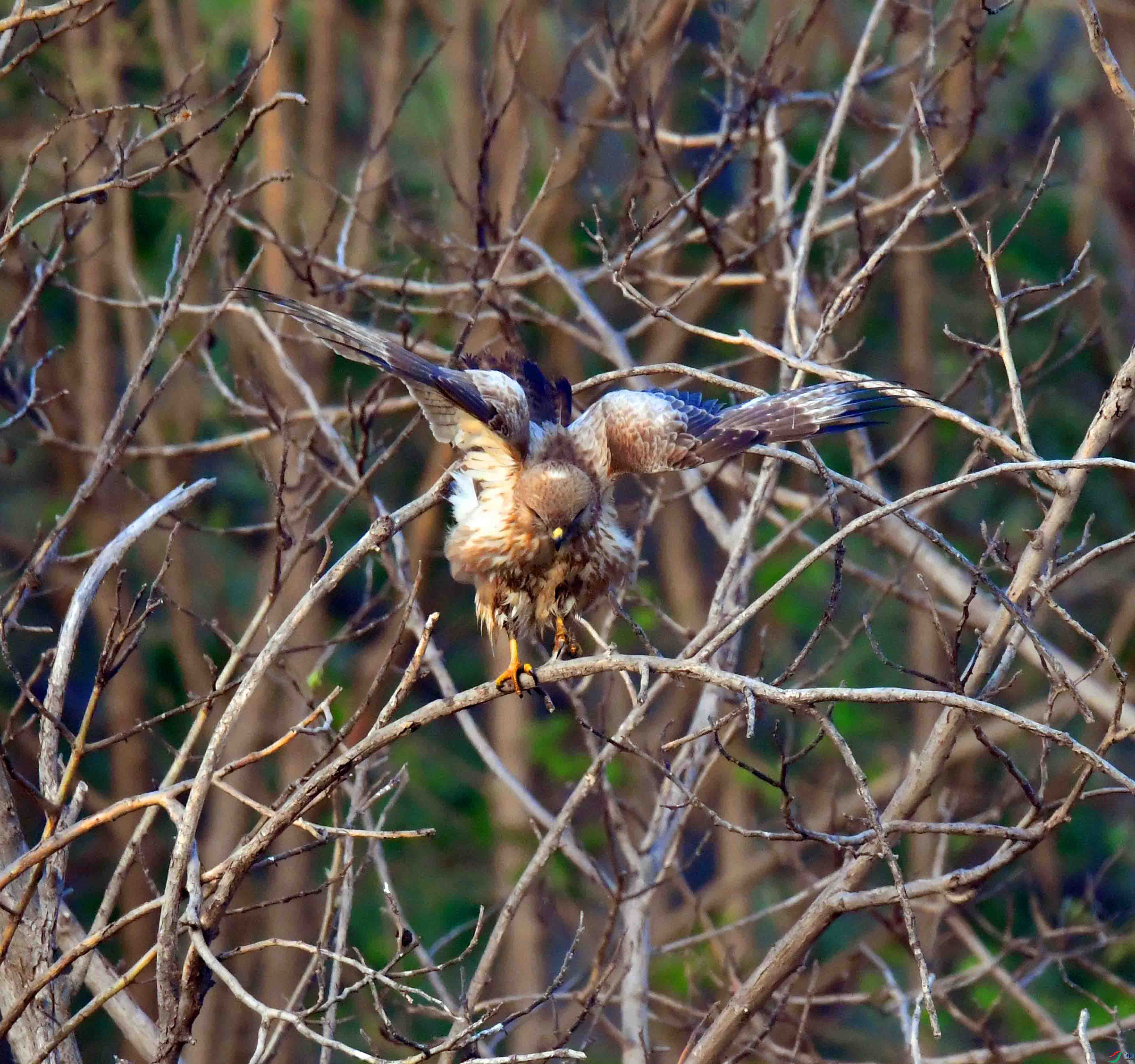 DSC_2655.JPG