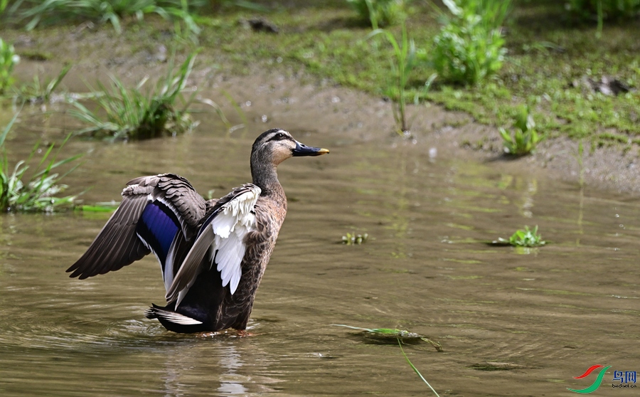 DSC_3460.JPG