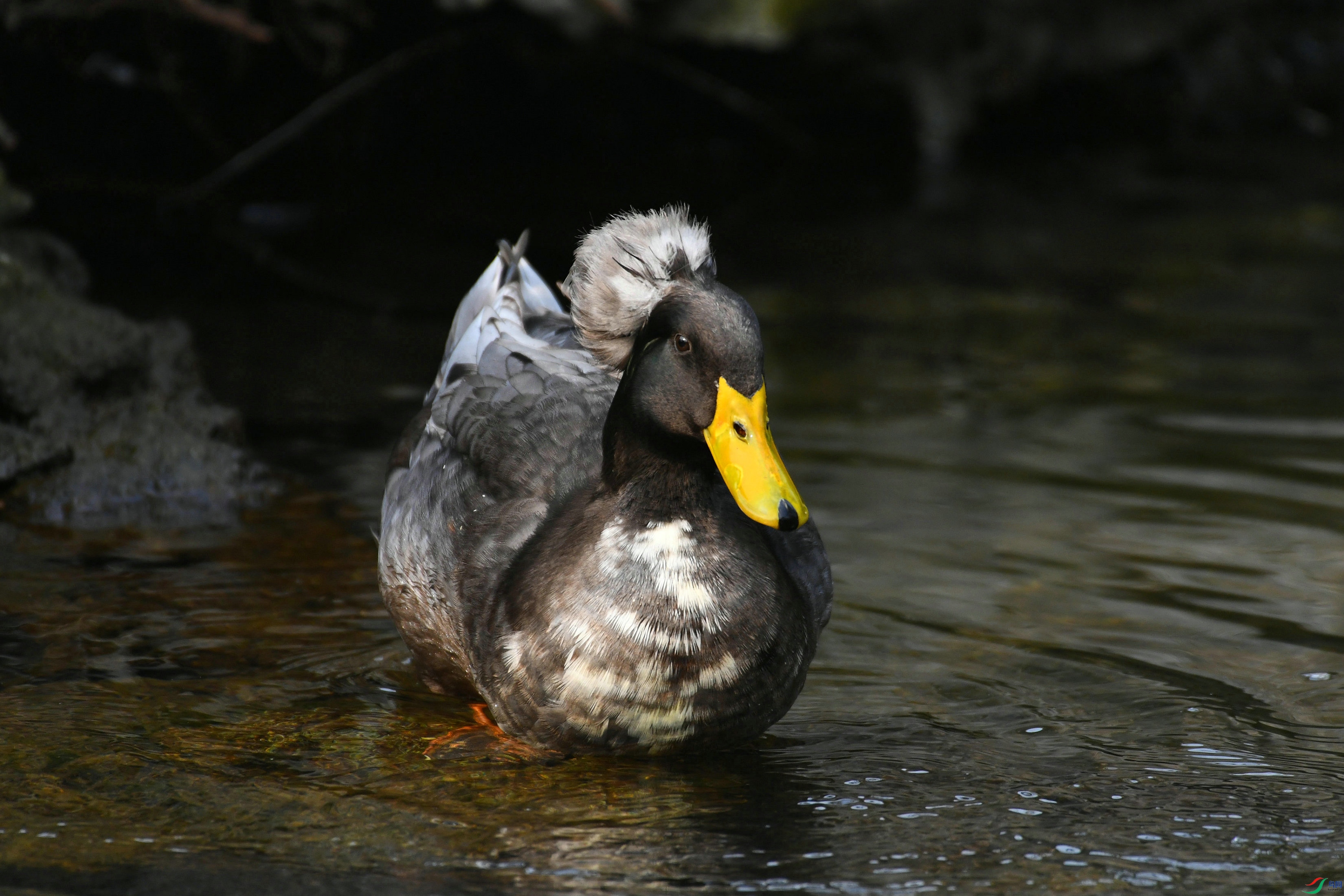 DSC_0929.JPG