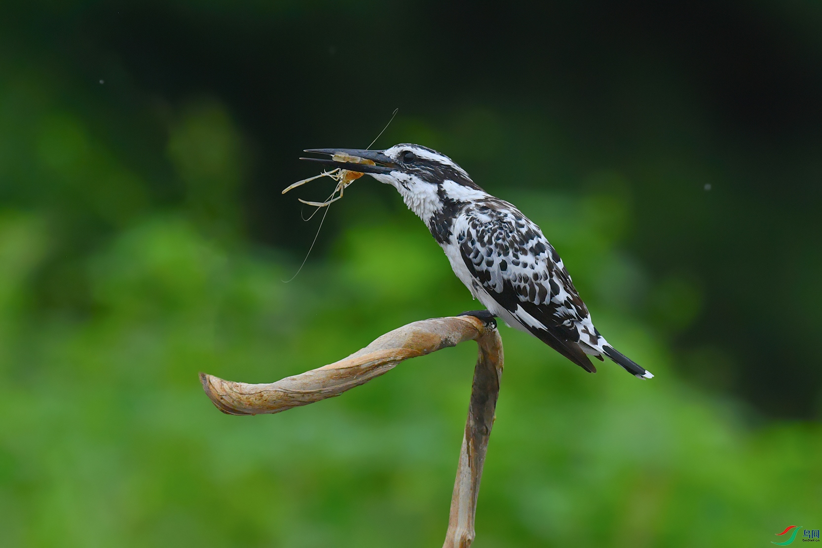 DSC_3373_DxOa.jpg