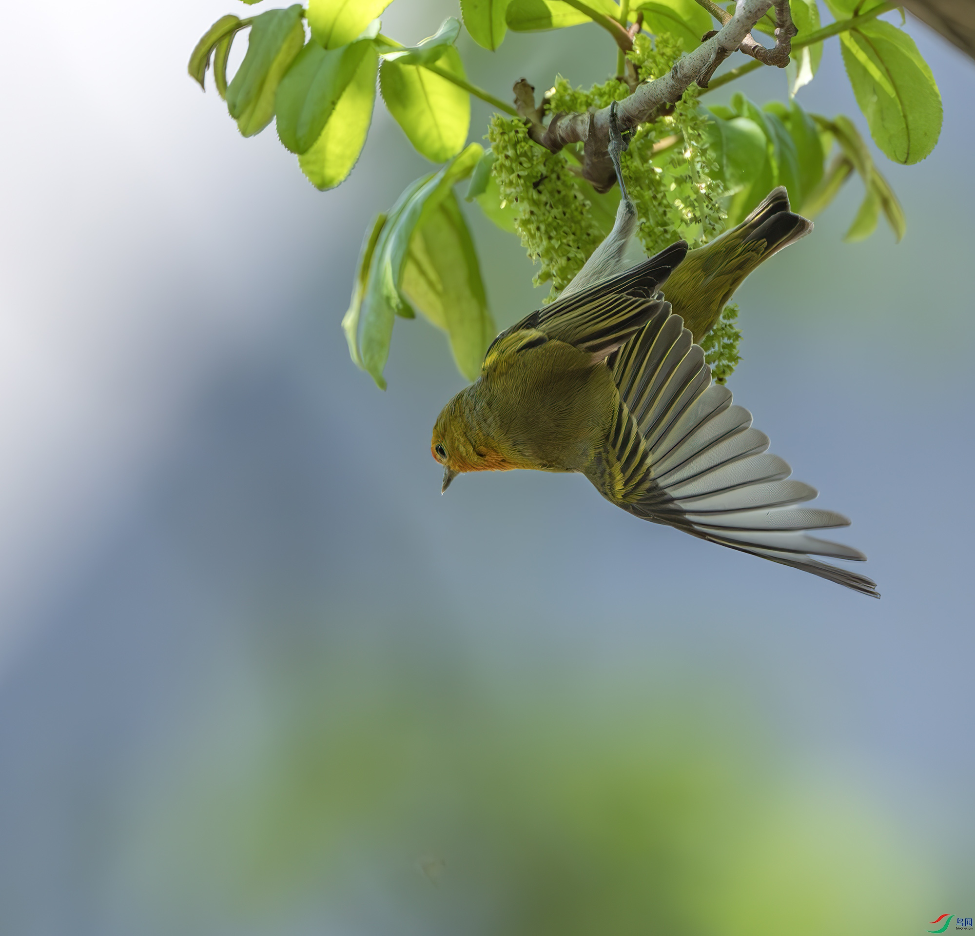 DSC_6525-����ǿ-NR ����.jpg