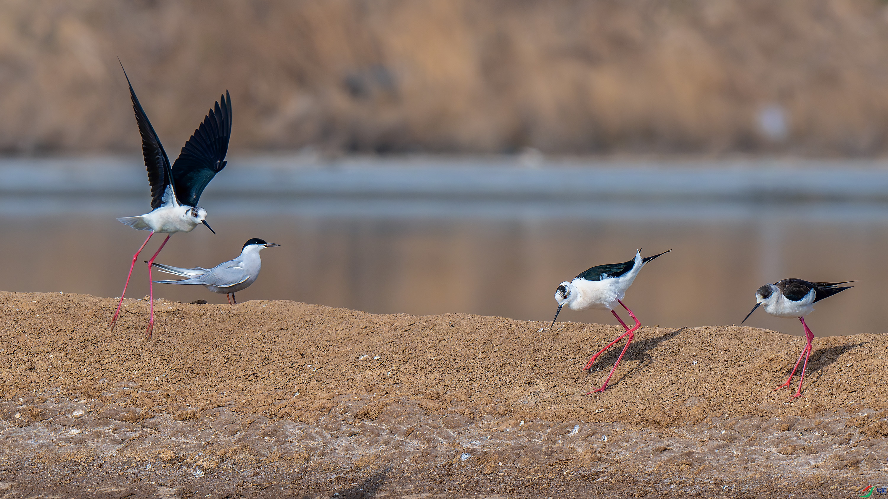 DSC_7663-����ǿ-NR.jpg