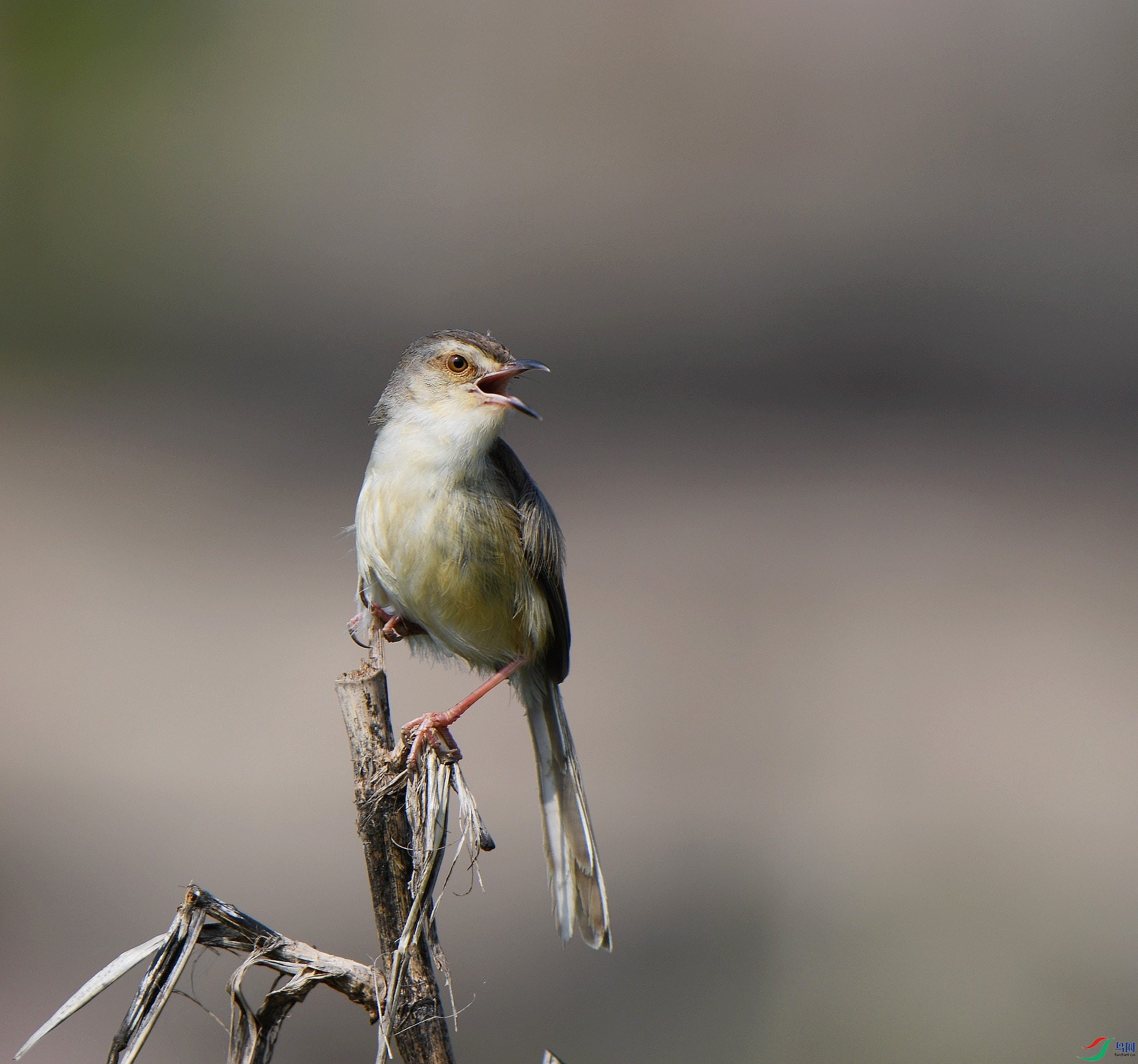 DSC_5567.jpg