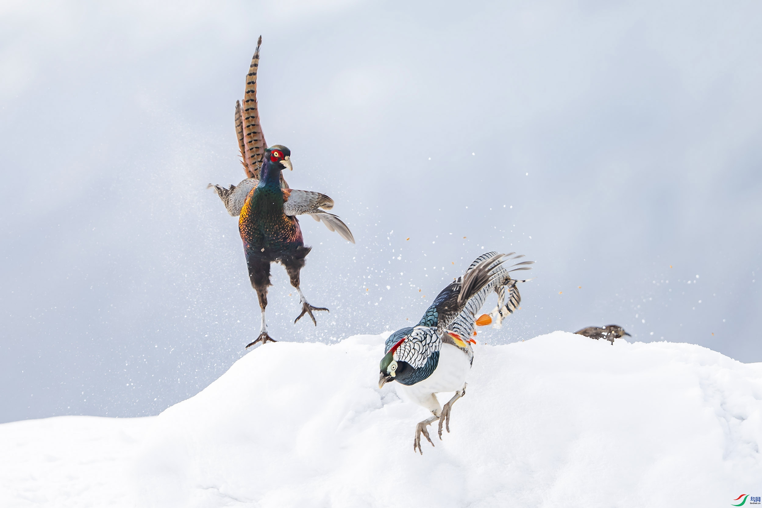 DSC_4338 ���� x ��������.jpg