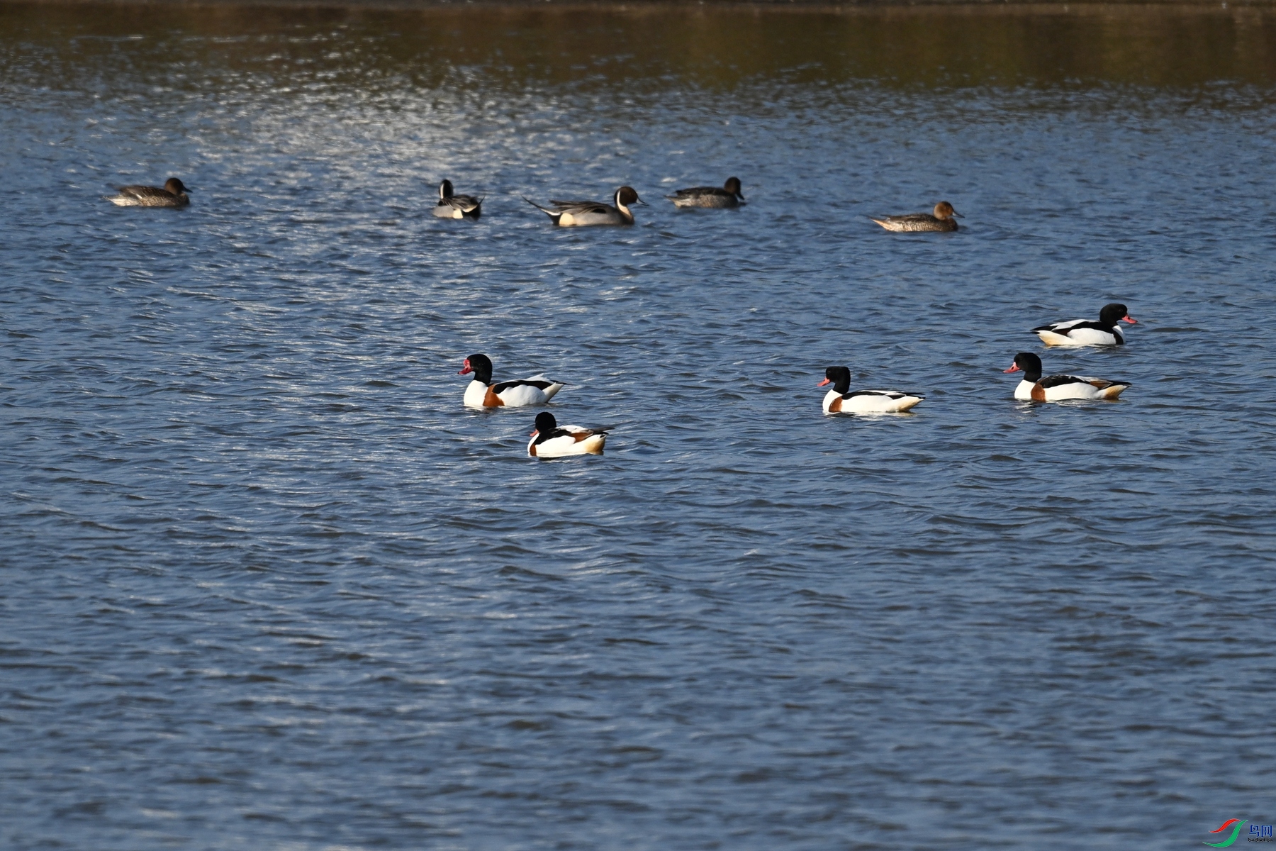 DSC_8433.JPG