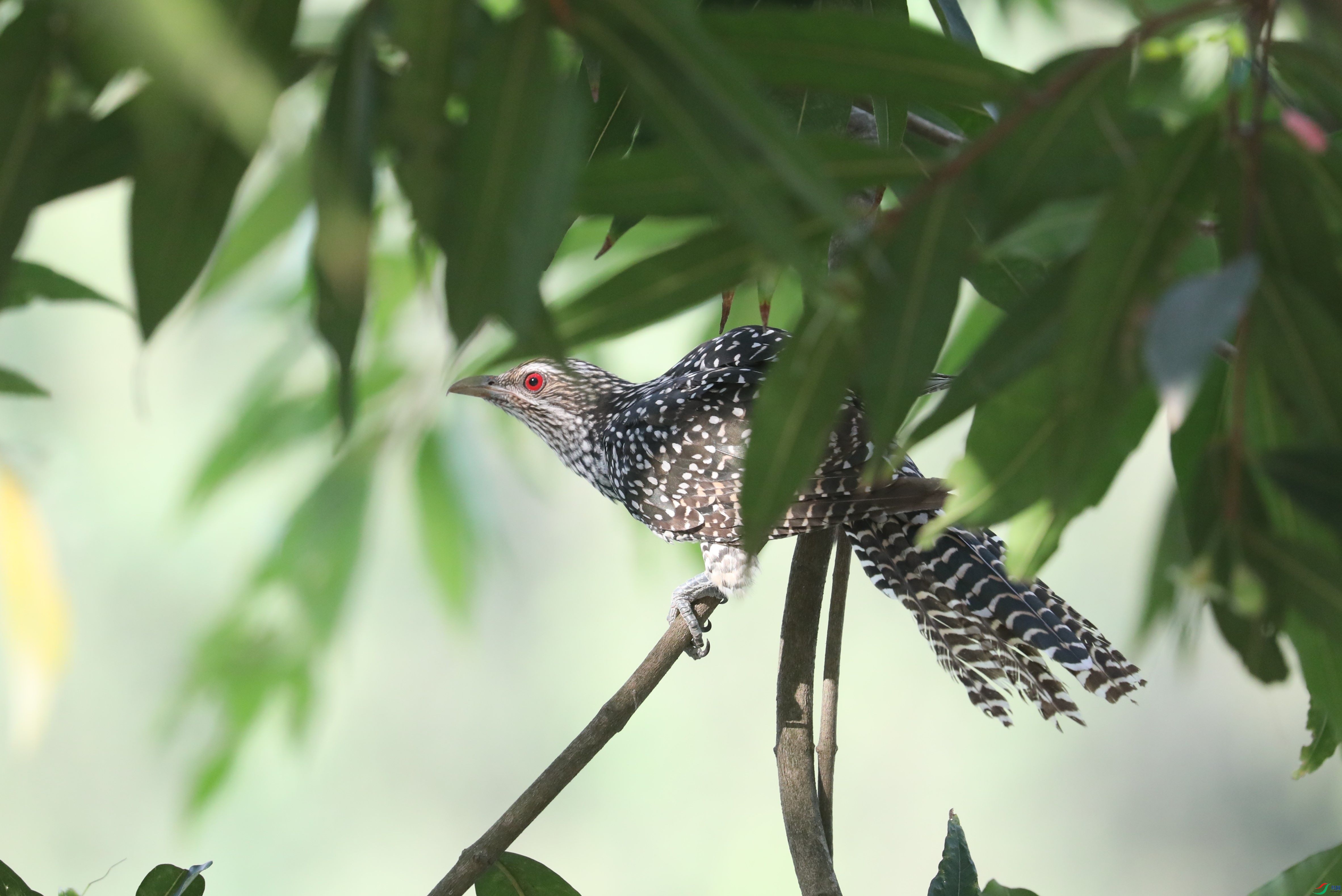 BL7A5178.JPG