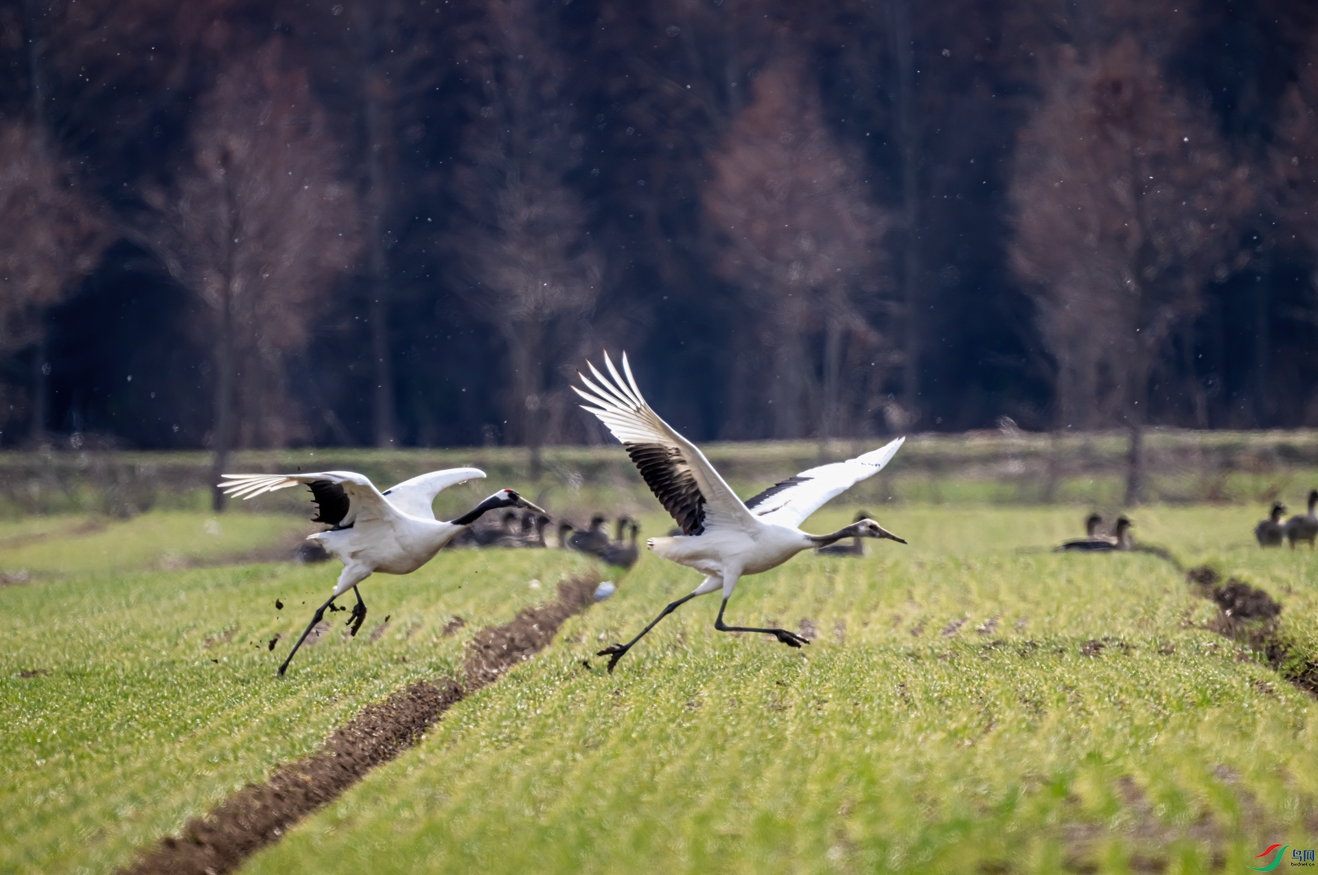 DSC_8680-11.jpg