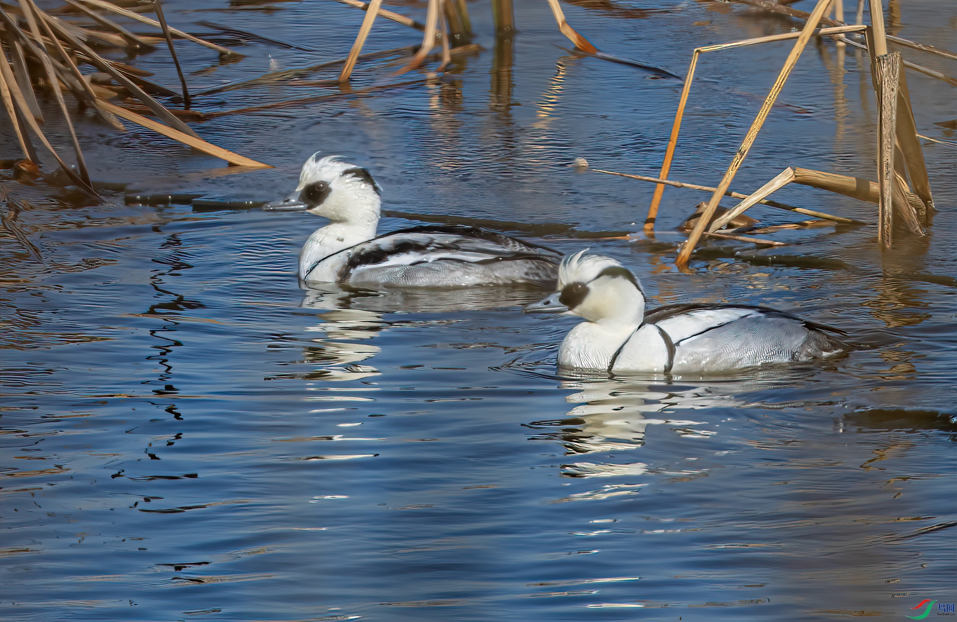 DSC_1296-21.jpg
