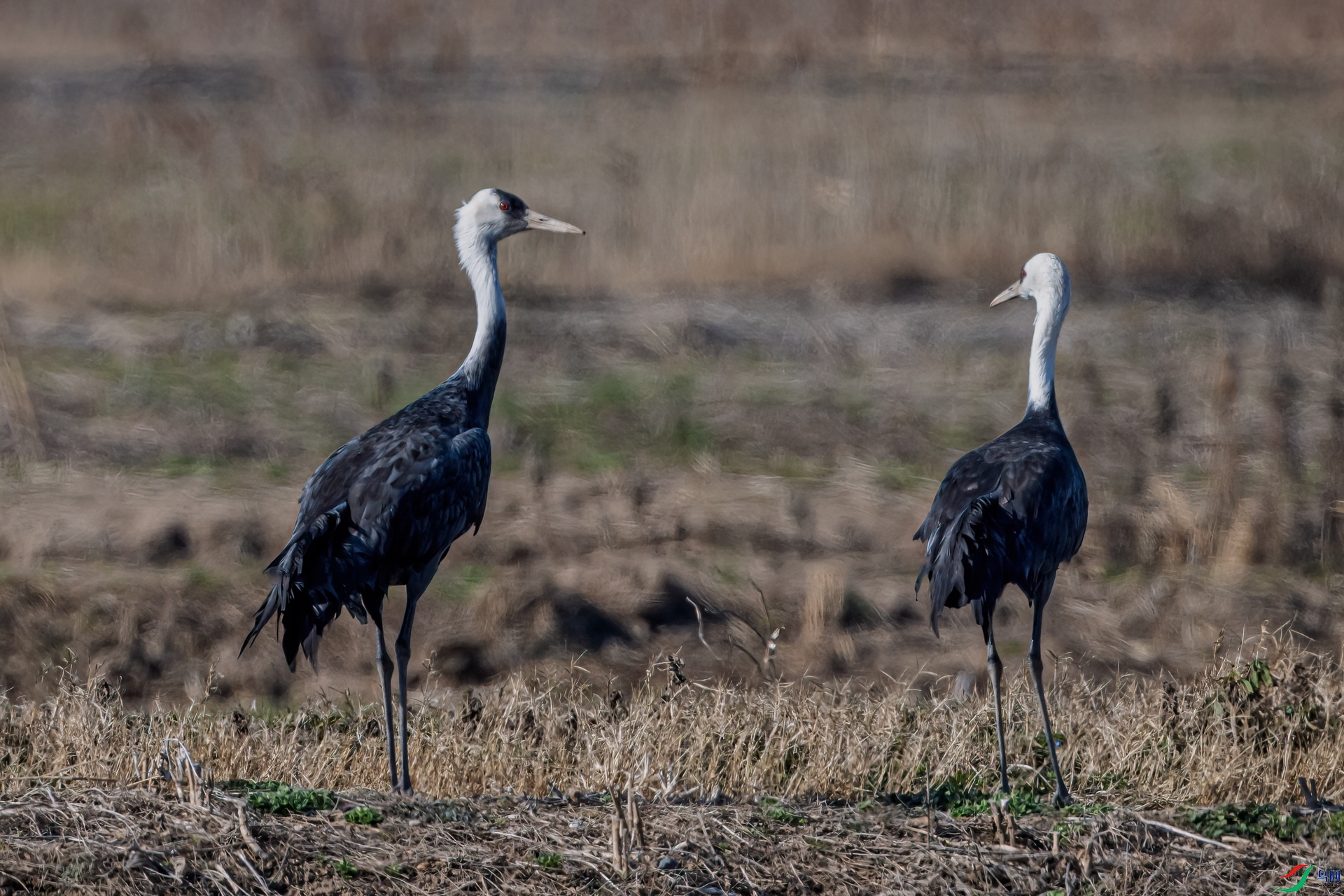 DSC_5041-11.jpg