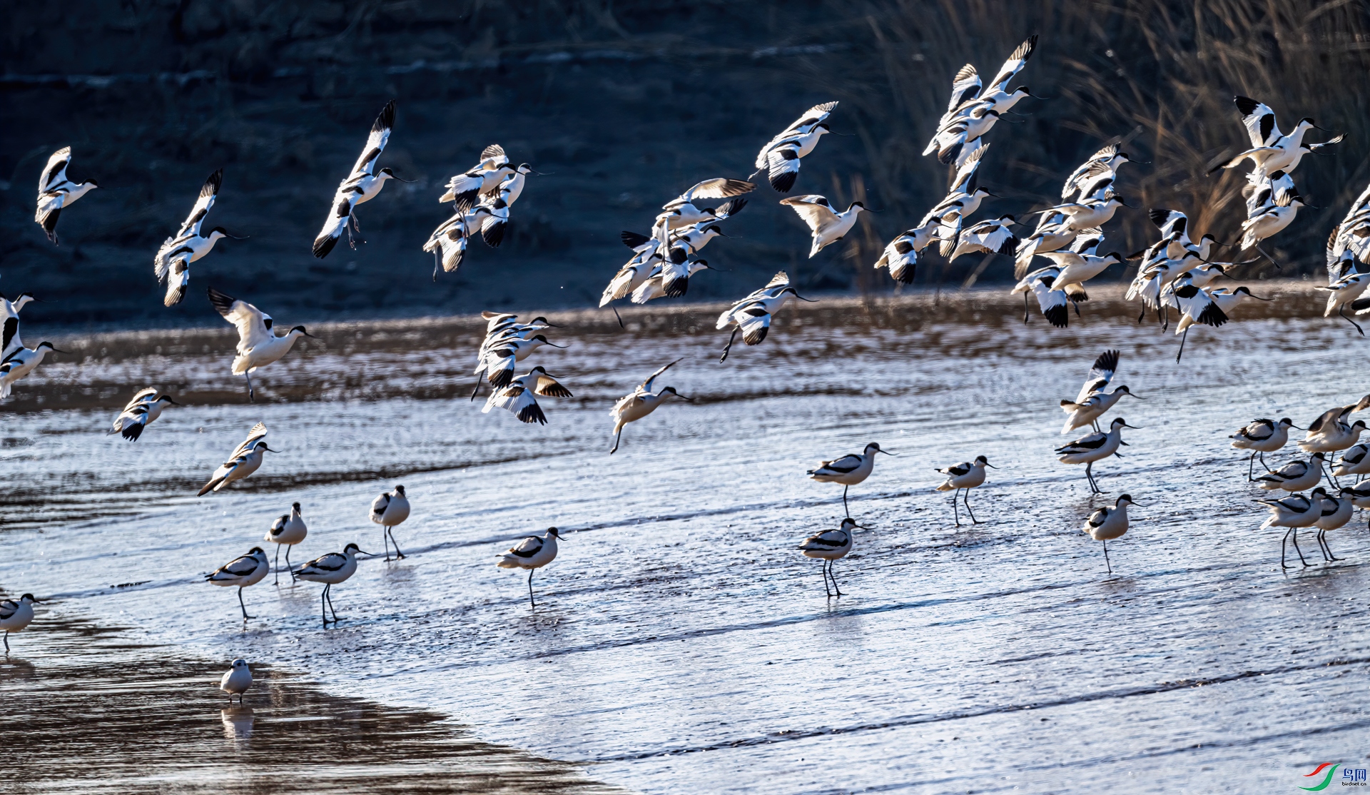 DSC_4247-11.jpg