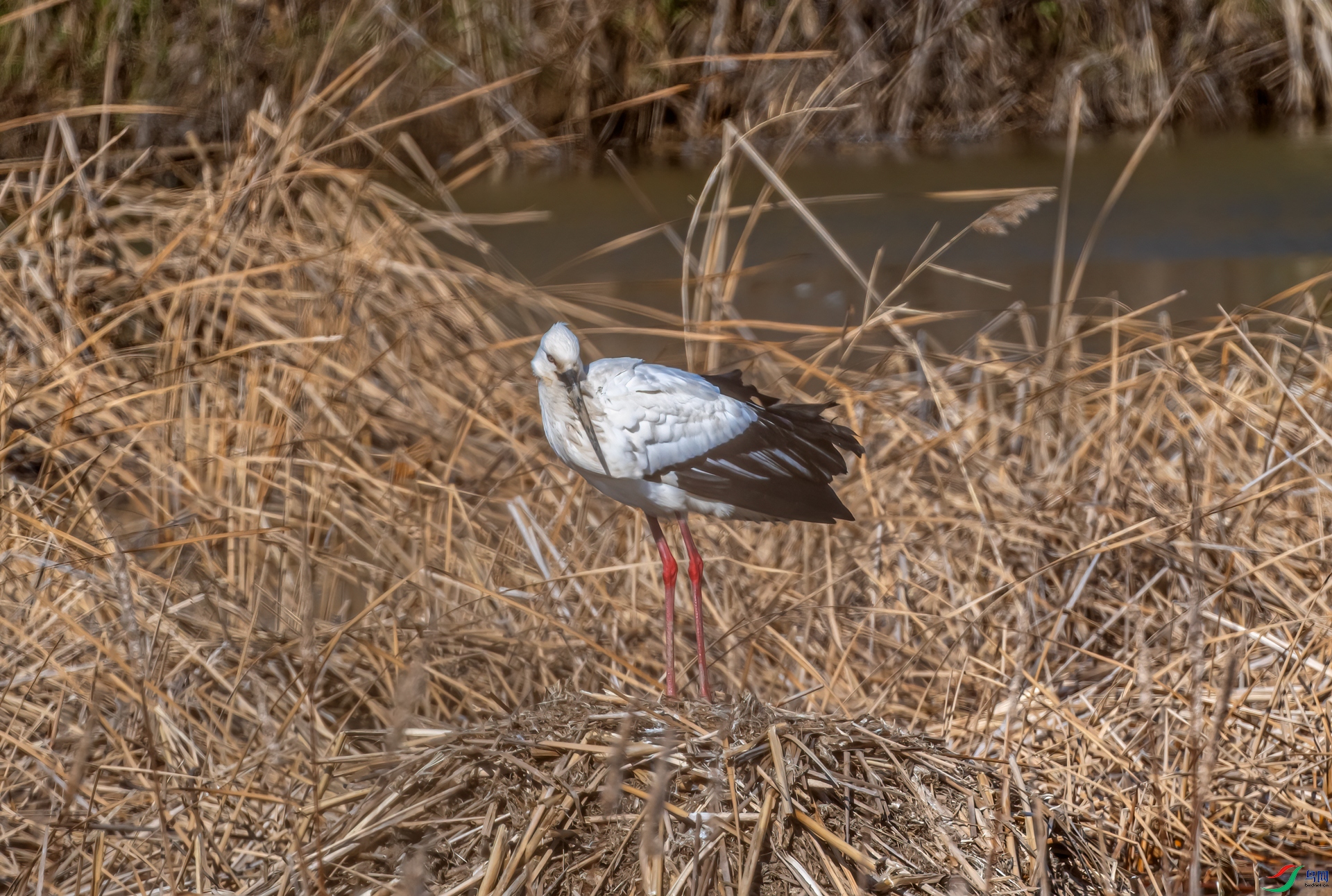 DSC_2067-11.jpg