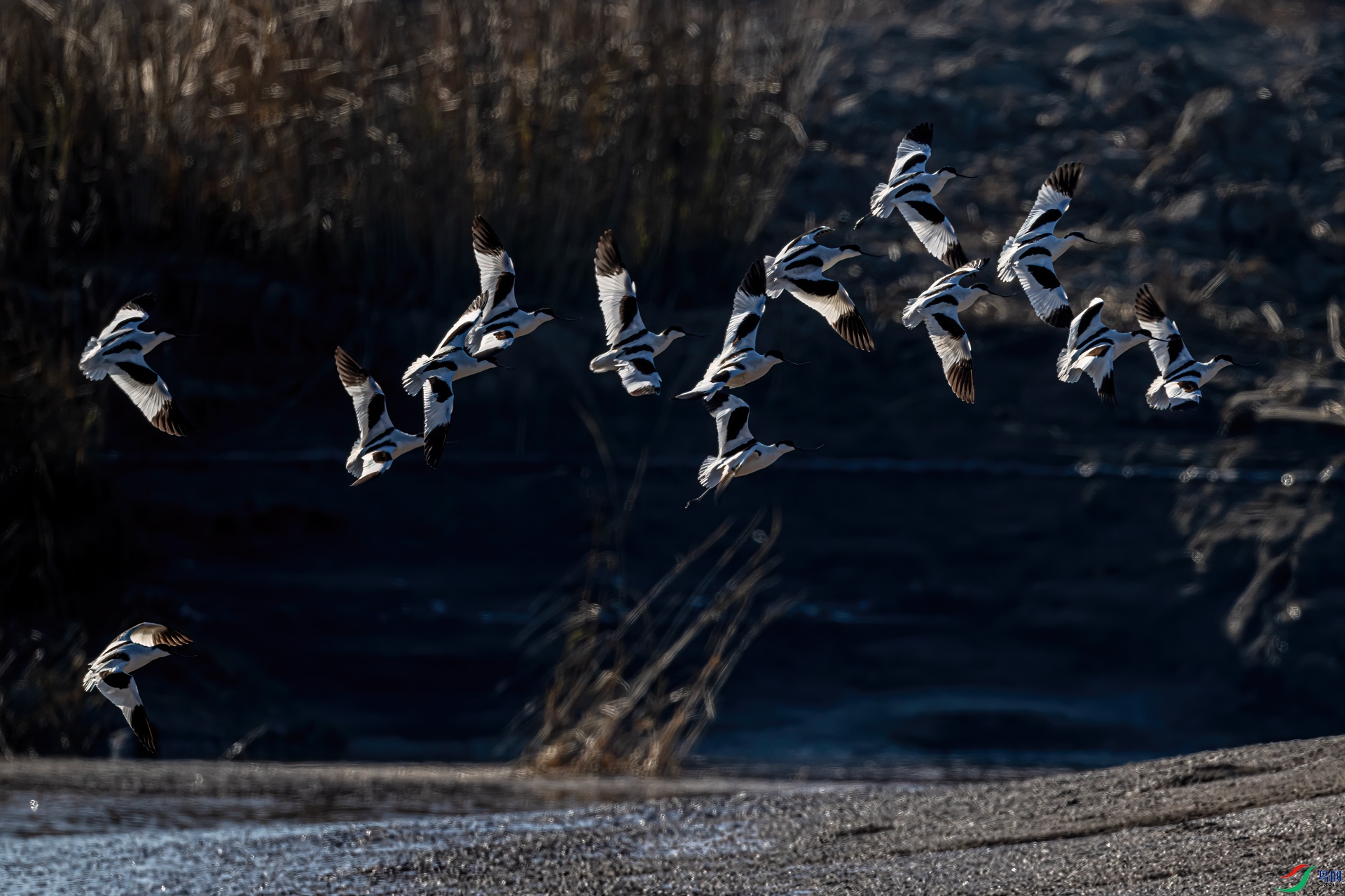 DSC_4132-11.jpg