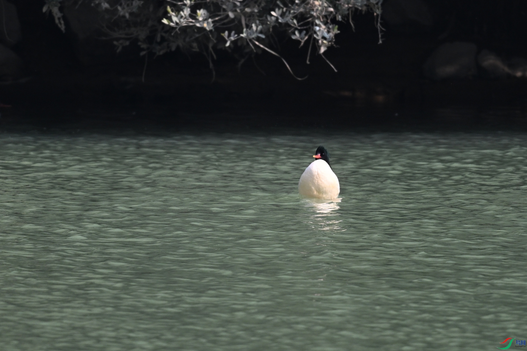 DSC_7233.JPG
