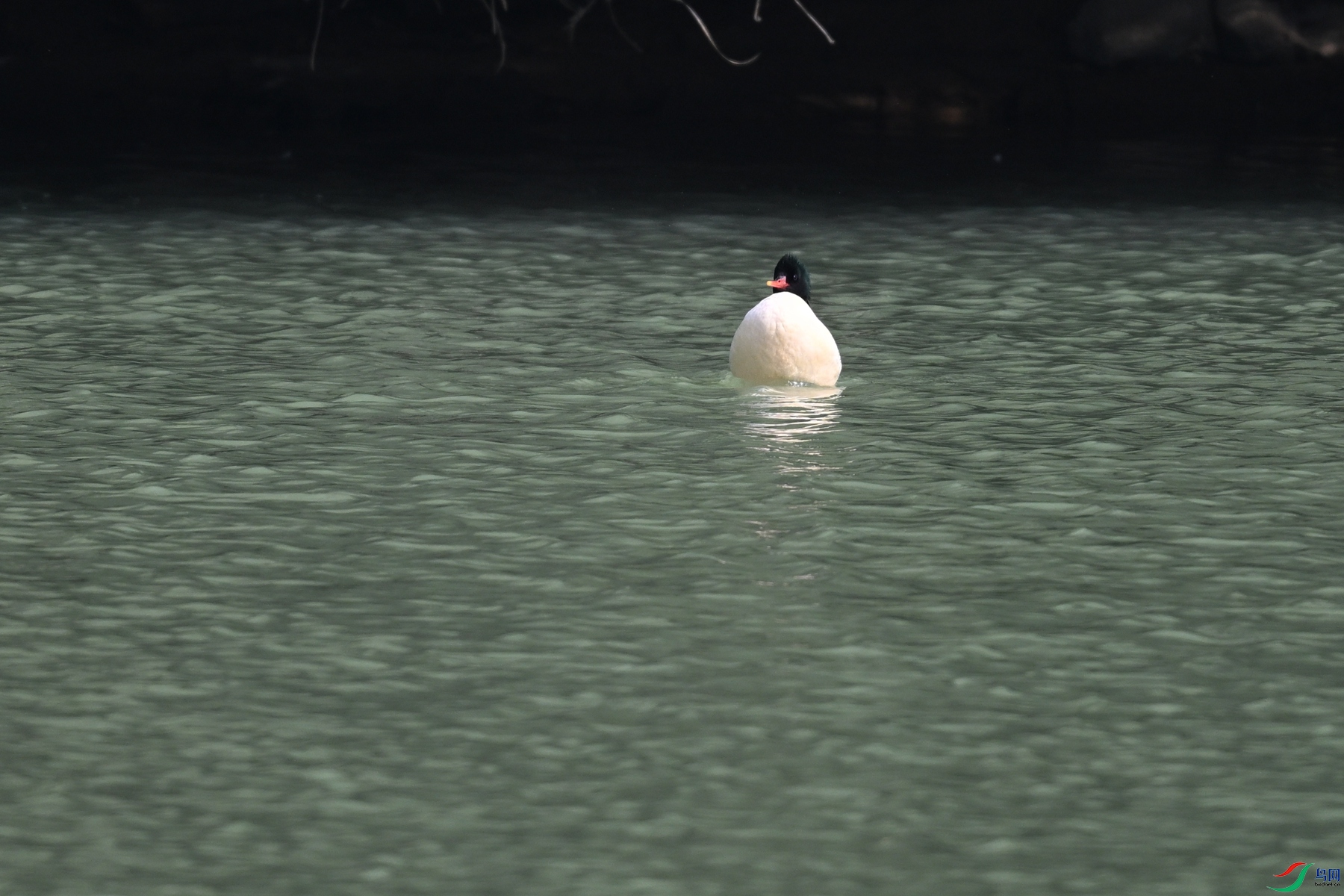 DSC_7234.JPG