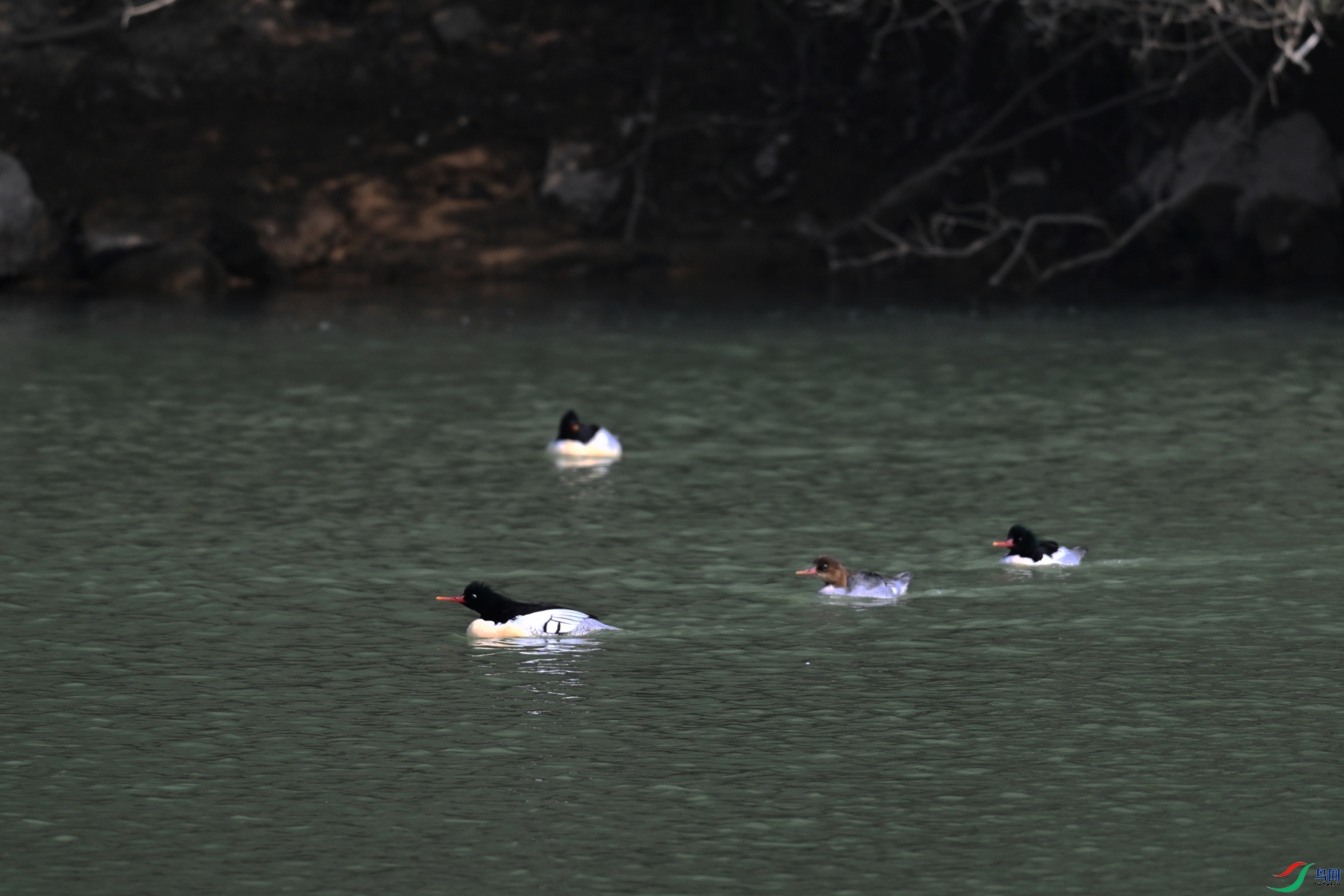 DSC_7253.JPG