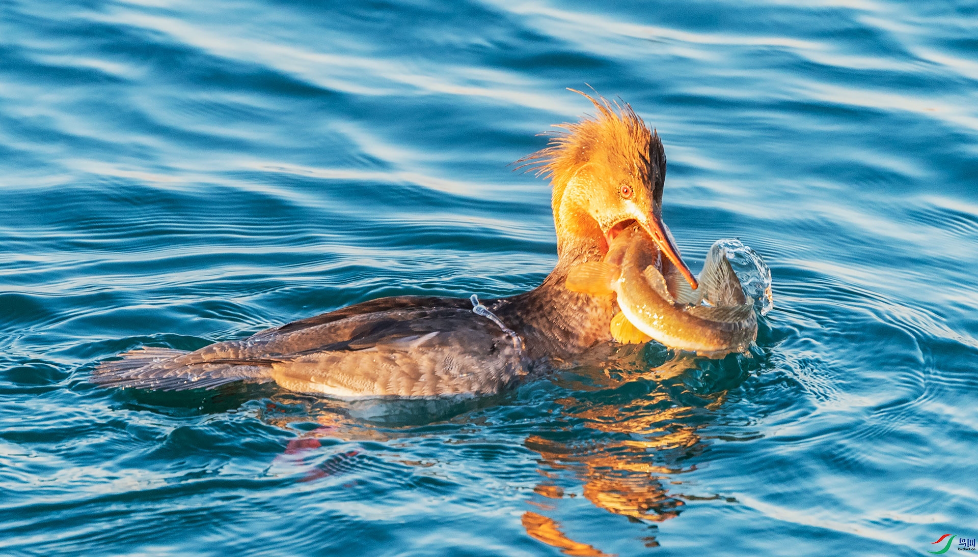 ������ɳѼ