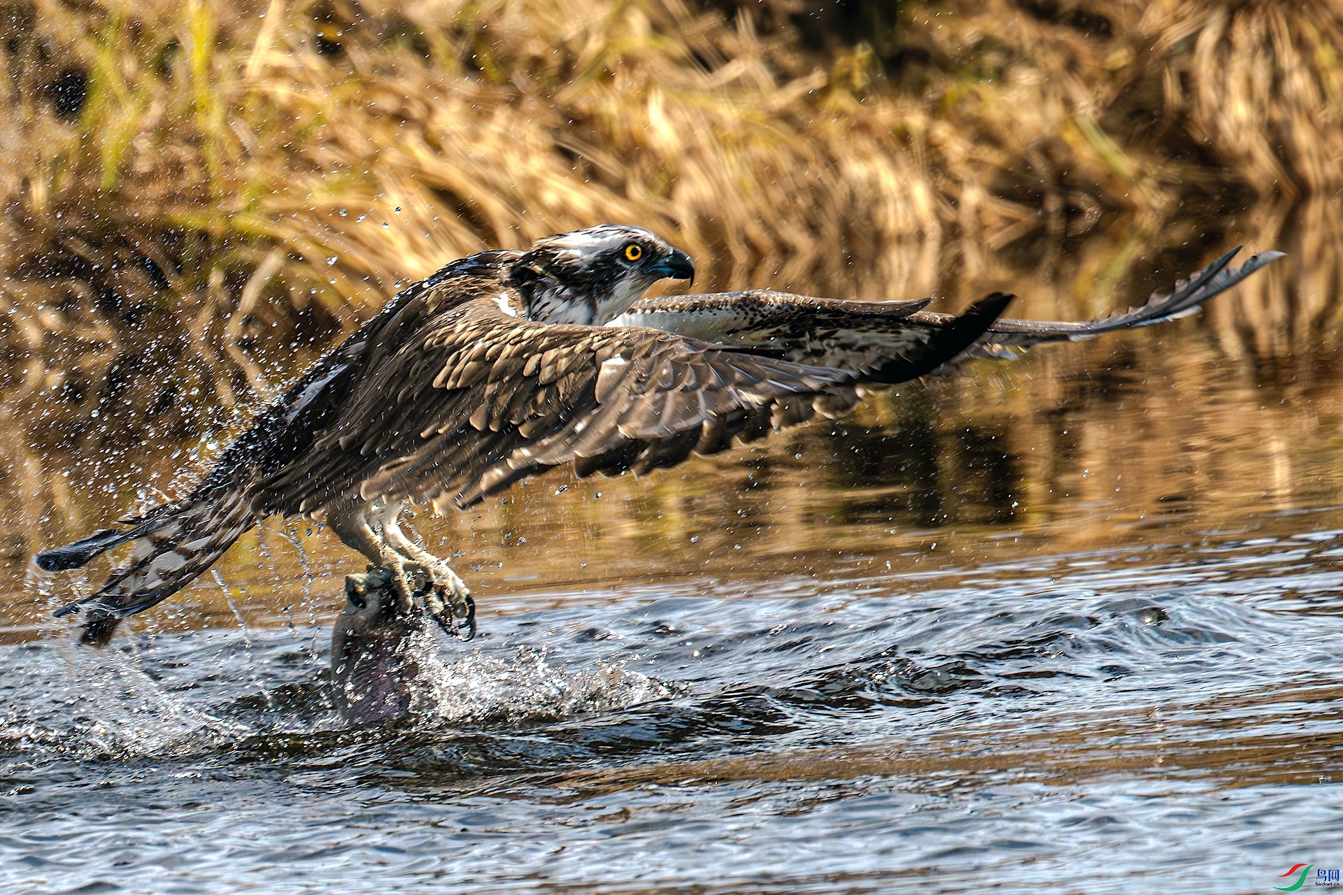 DSC_4140_����.jpg