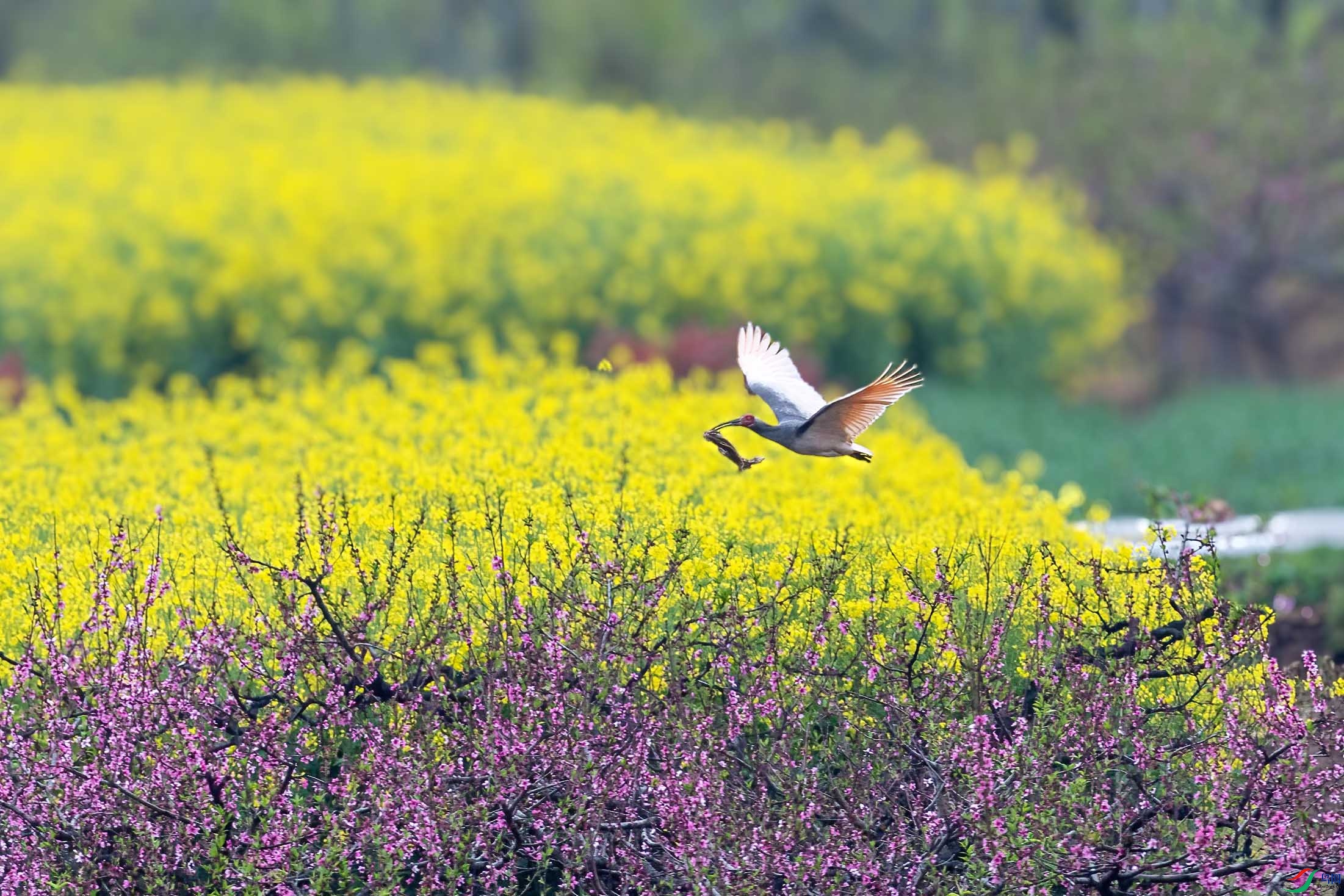 DSC_6167 ����.jpg