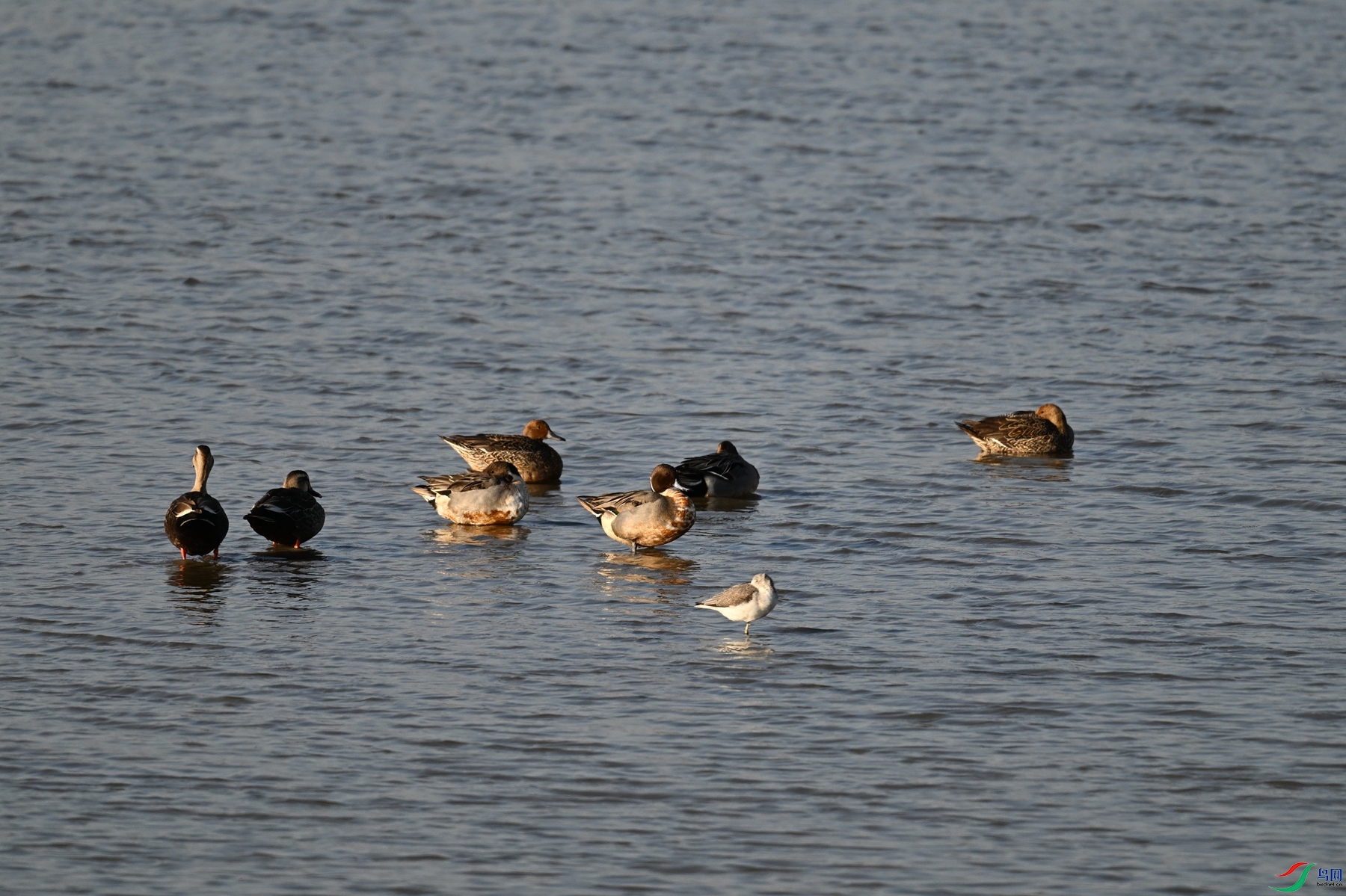 DSC_8562.JPG