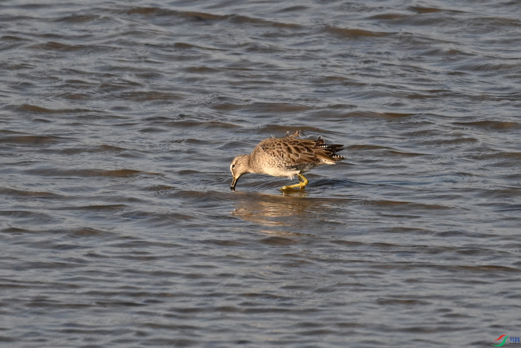 DSC_8486.JPG