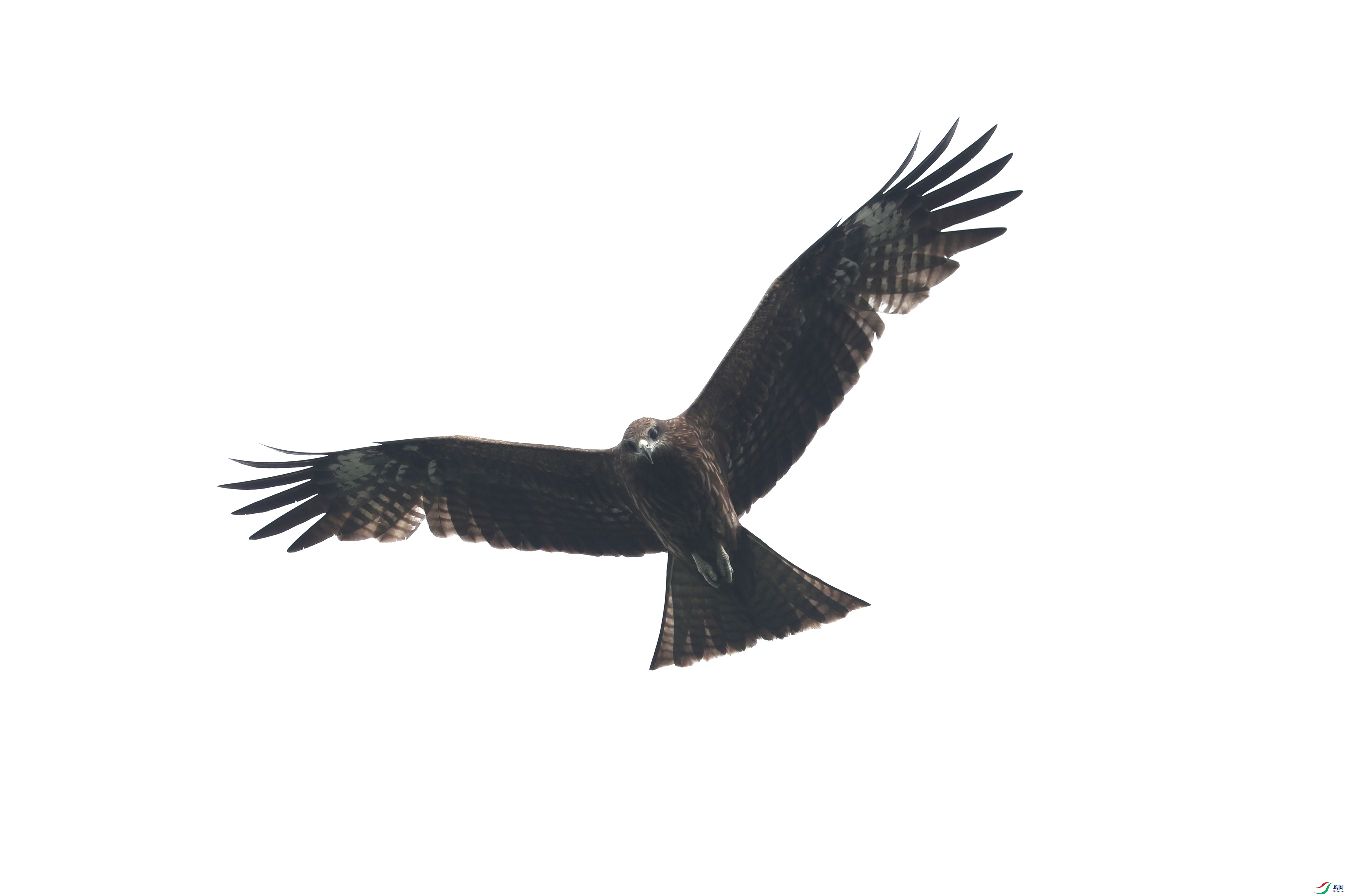 BL7A5252.JPG