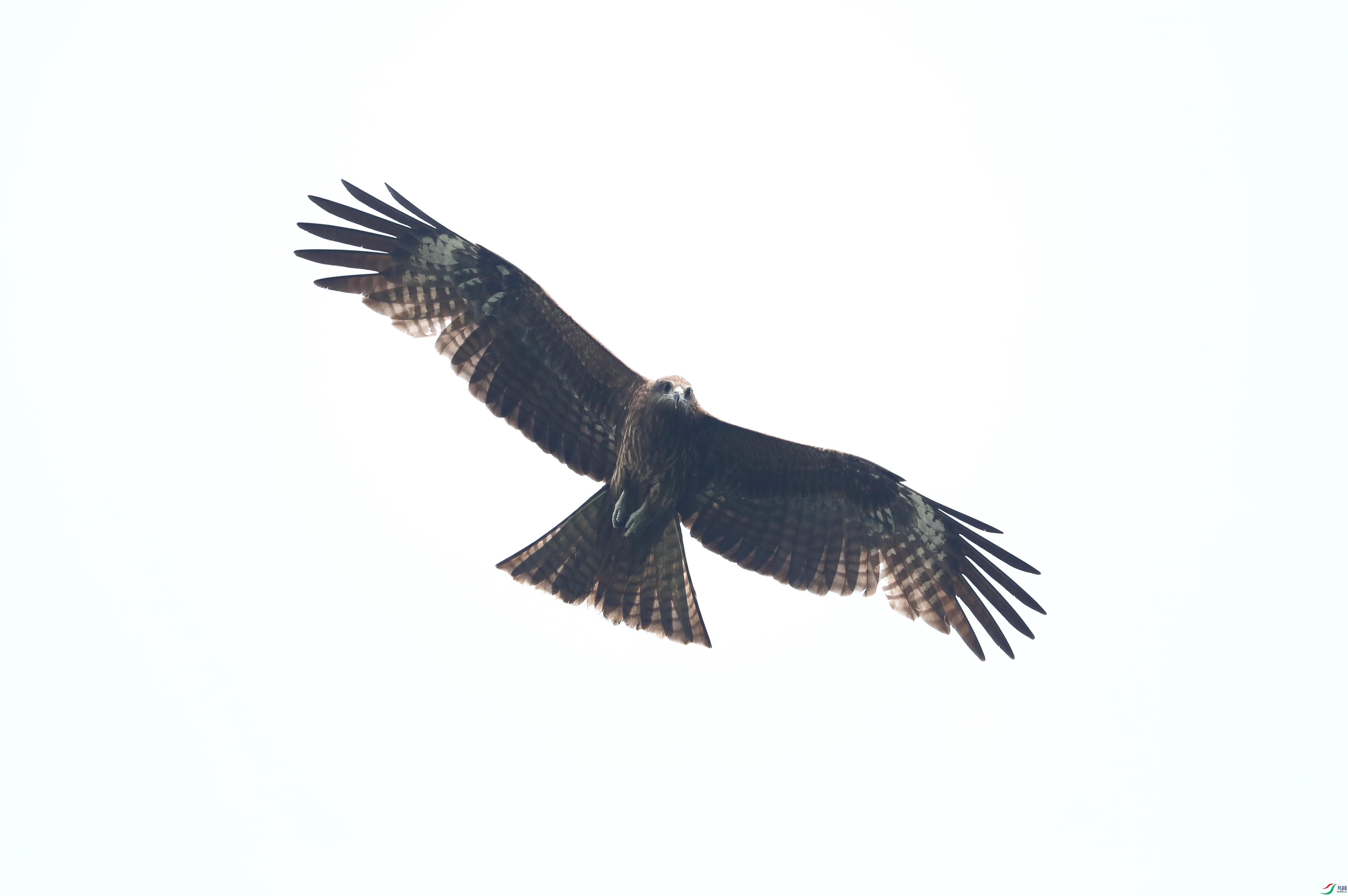 BL7A5263.JPG