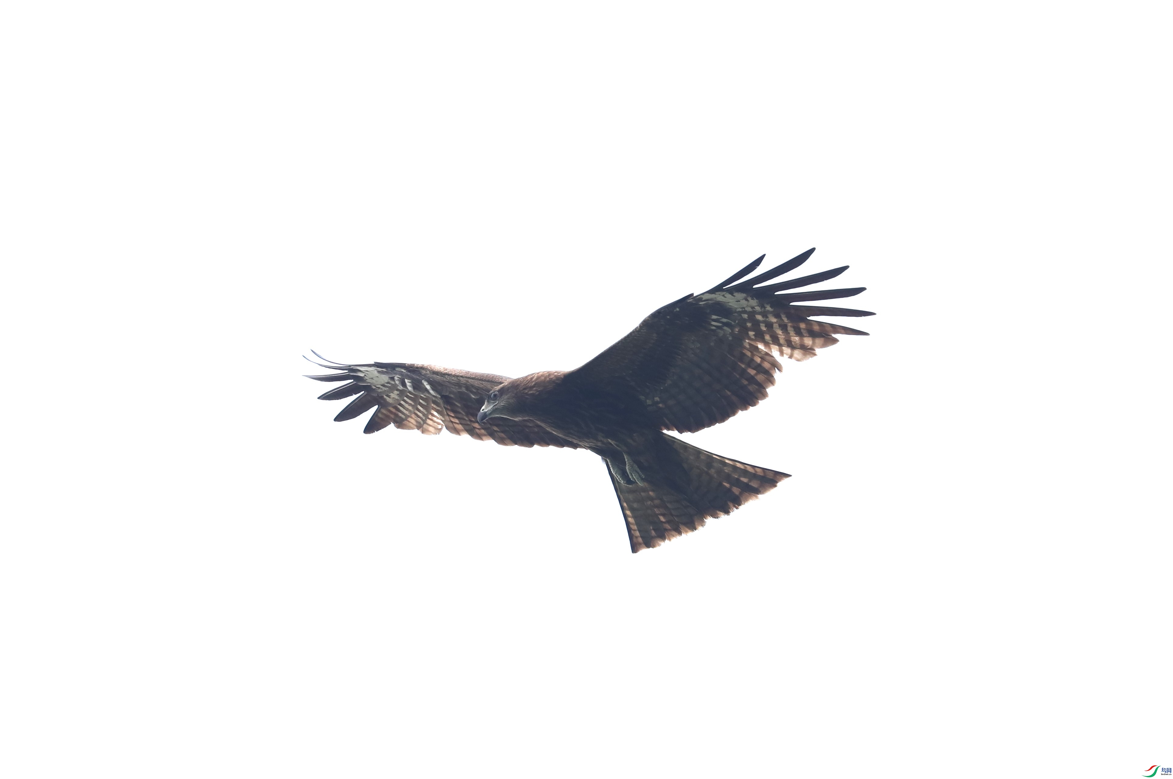 BL7A5260.JPG