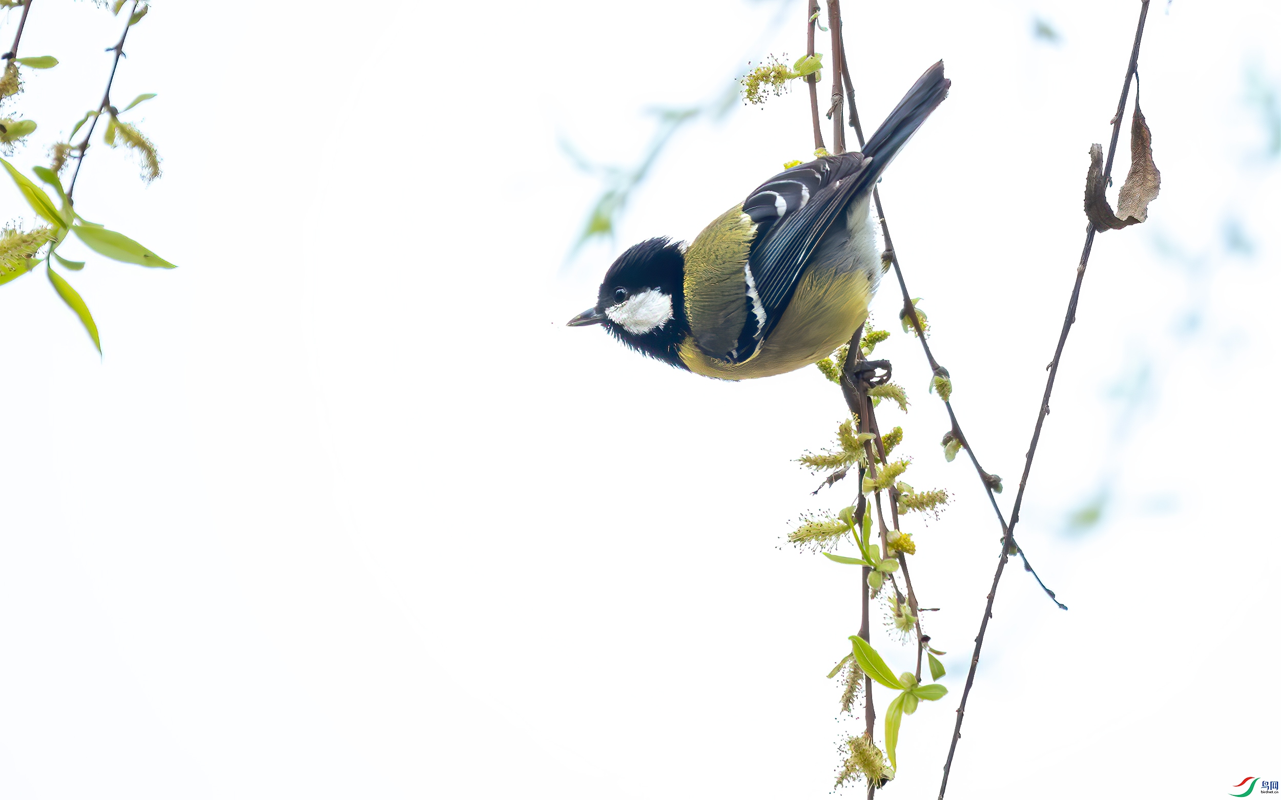 P3112661-����ǿ-NR-1�̱�ɽȸ.jpg