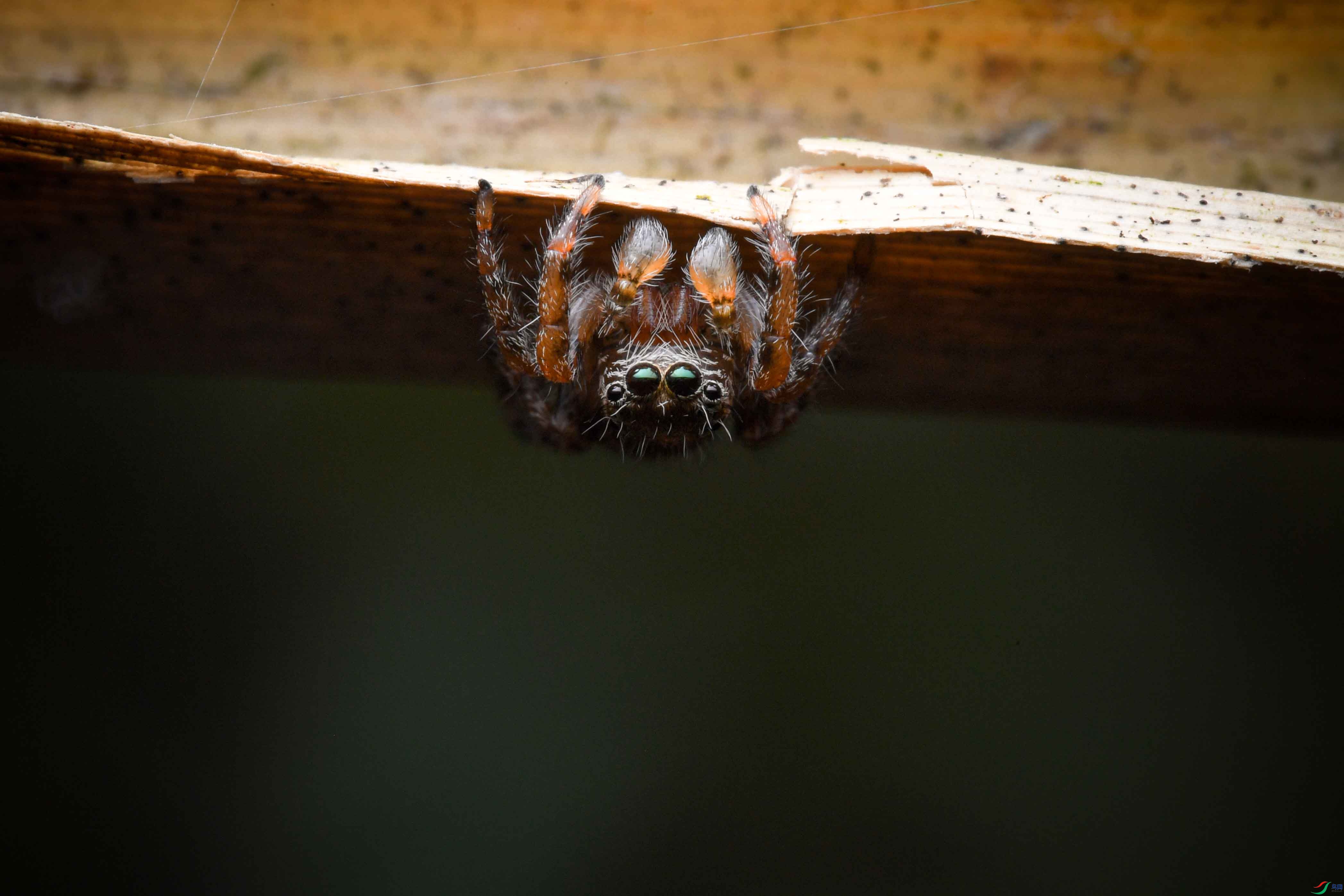 DSC_6664.JPG