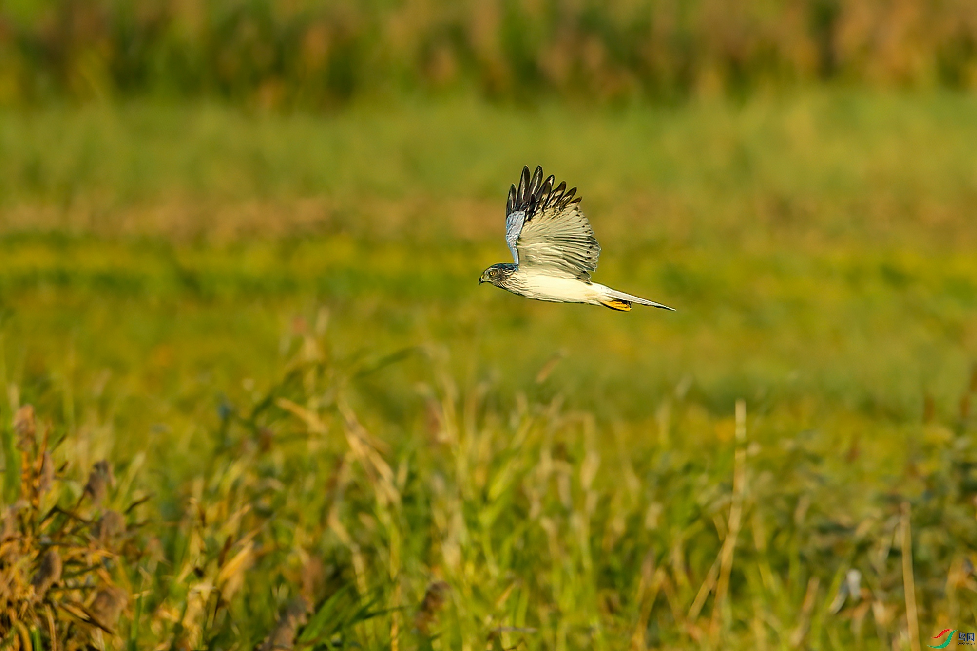 Picture 11494536-DeNoiseAI-clear.jpg