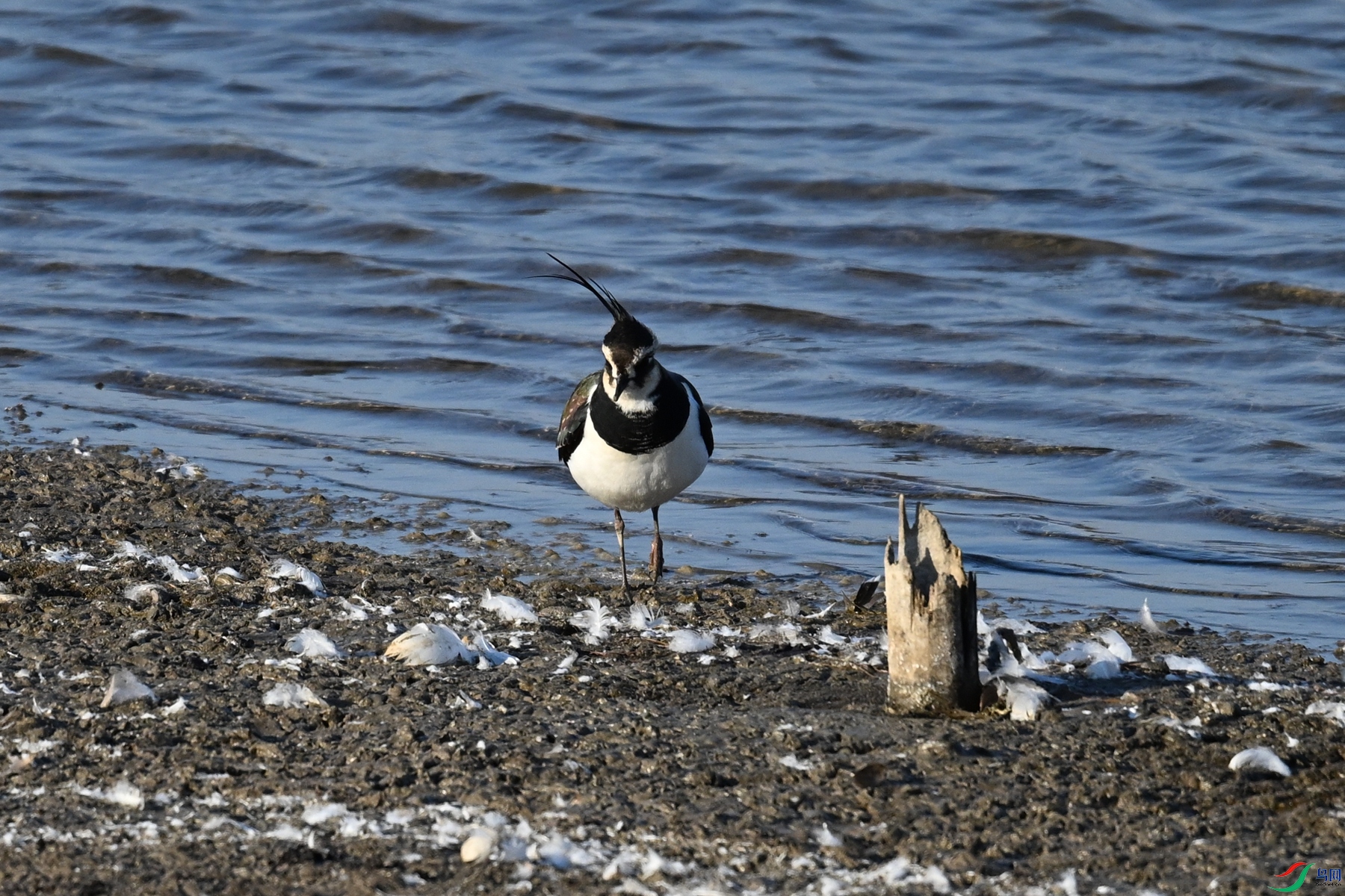 DSC_8586.JPG