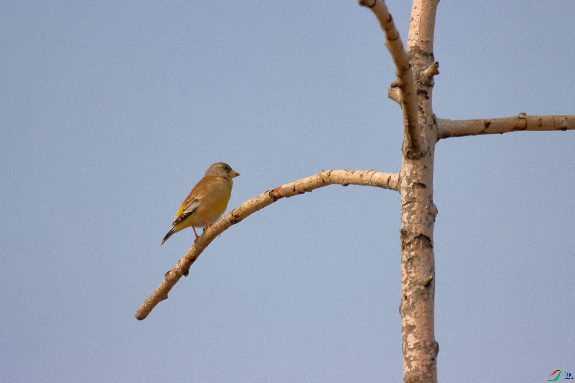 IMG_1737c1.jpg