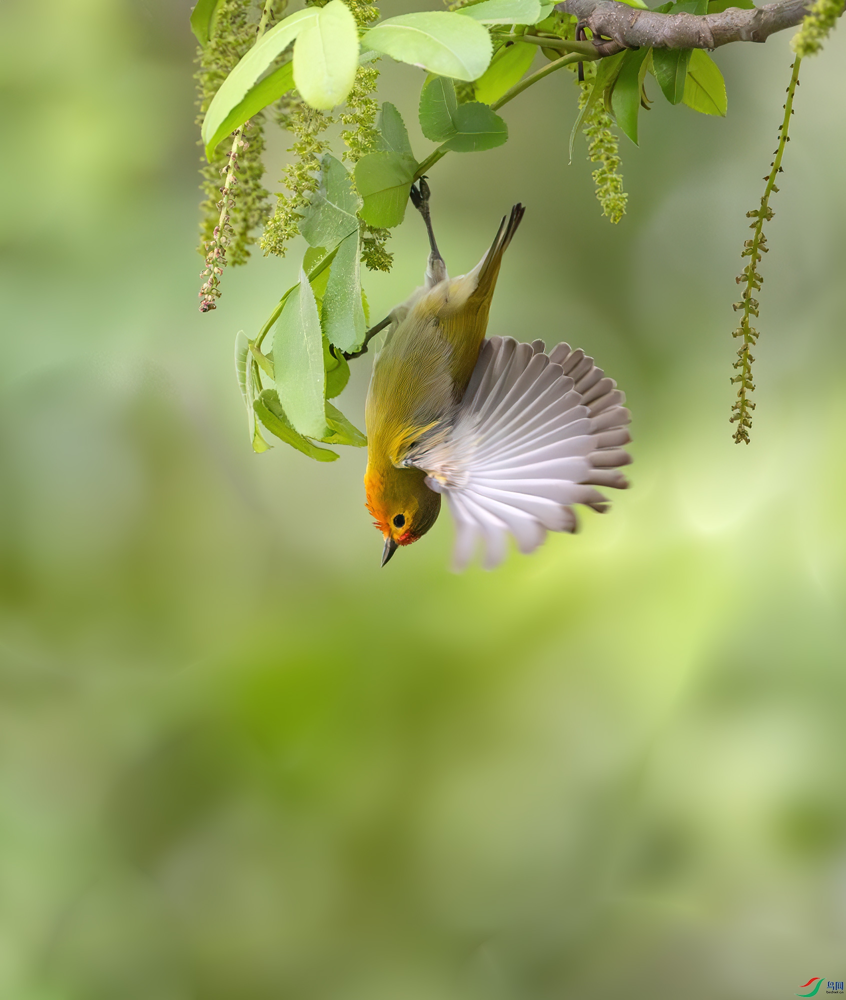 DSC_9753-����ǿ-NR ����.jpg