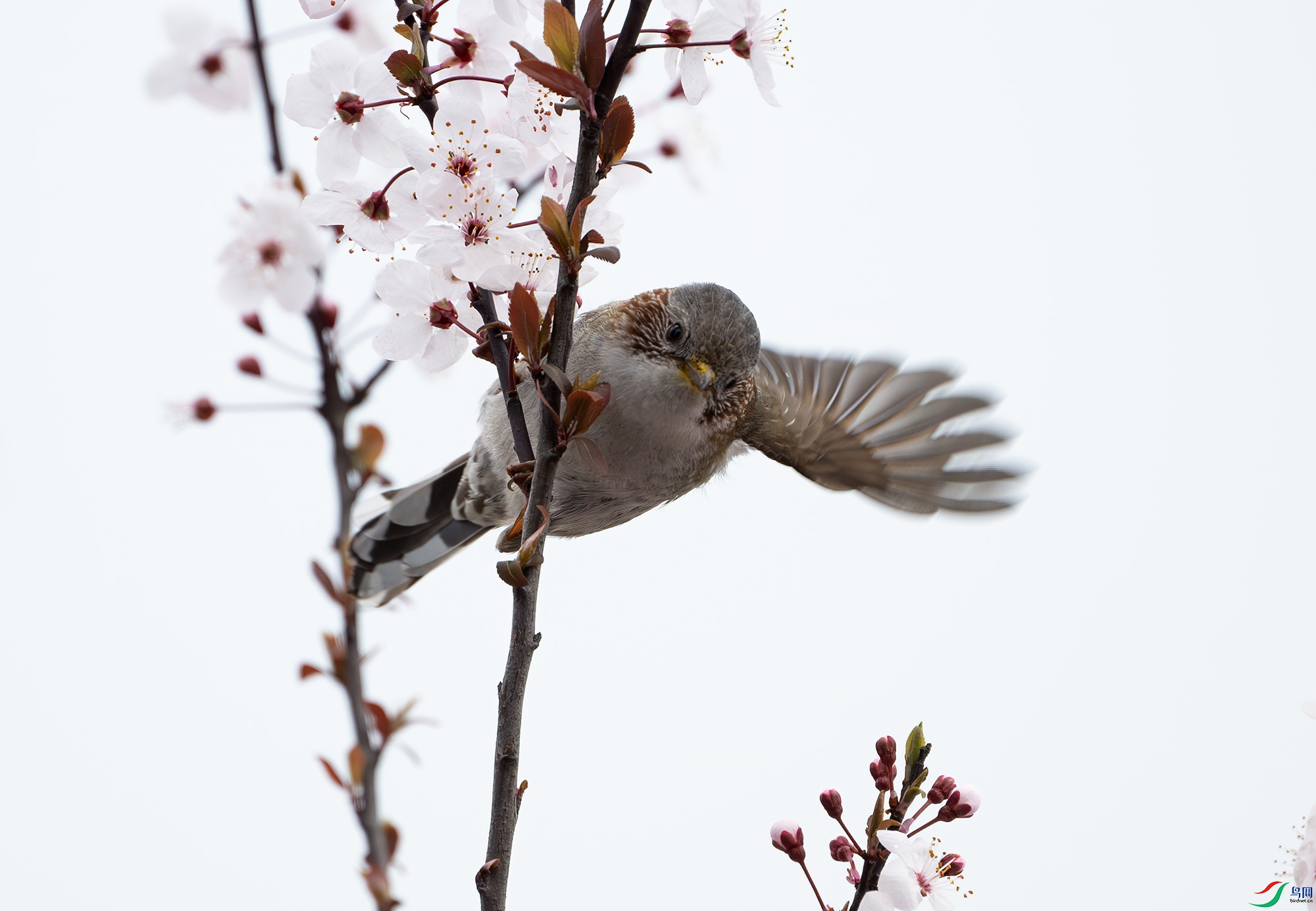 DSC_6773-����ǿ-NR ����.jpg
