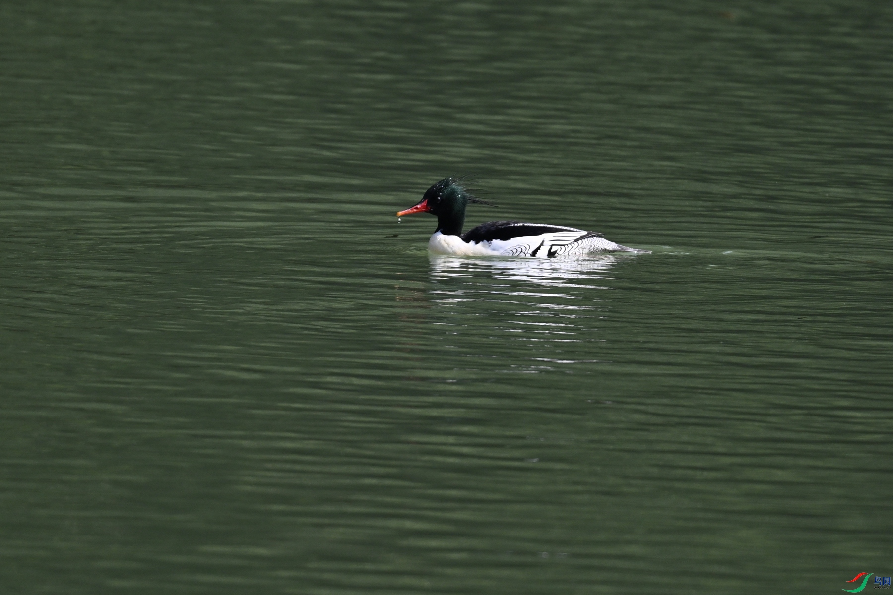 DSC_7262.JPG