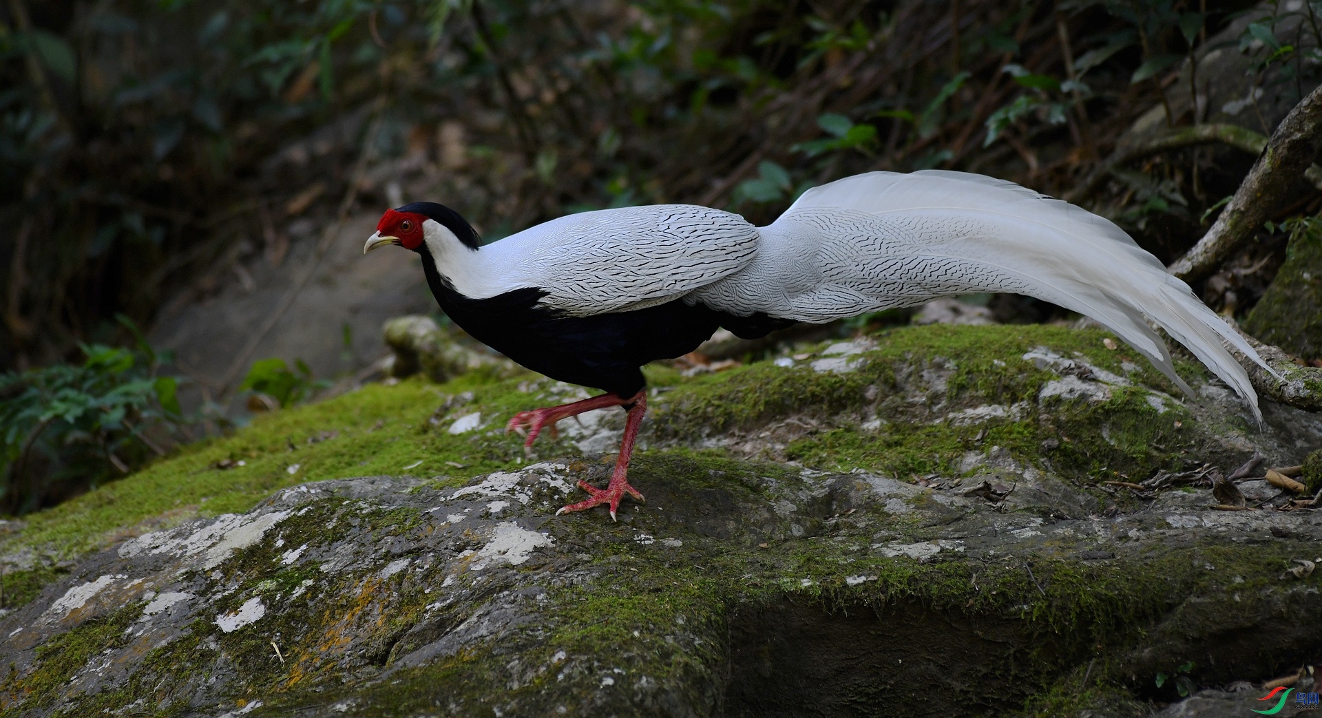 DSC_7796.jpg