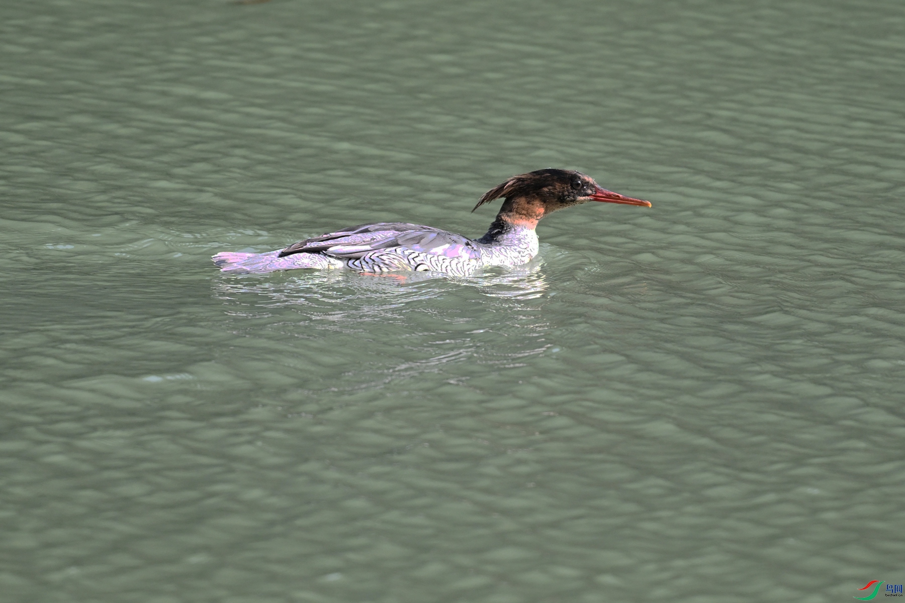 DSC_7286.JPG